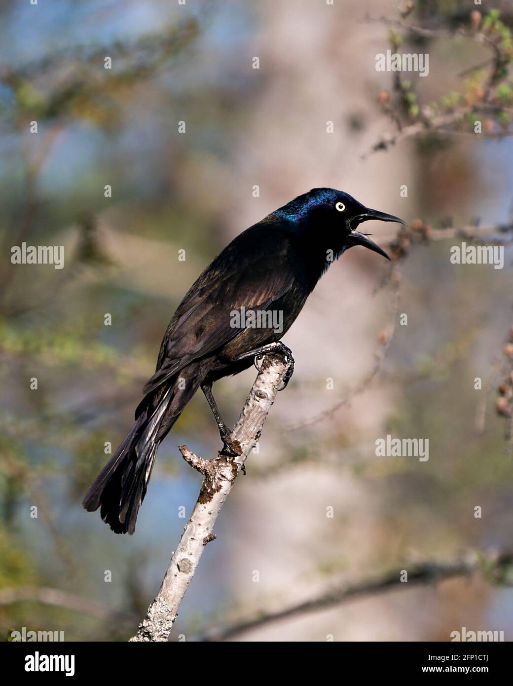 Der grackle Vogel thront mit einem verschwommenen Hintergrund im Wald und zeigt Körper, blaues Federgefieder, Kopf, Füße, Auge, offenen Schnabel in seinem Lebensraum und e Stockfoto Der grackle Vogel thront mit einem verschwommenen Hintergrund im Wald und zeigt Körper, blaues Federgefieder, Kopf, Füße, Auge, offenen Schnabel in seinem Lebensraum und e Stockfoto