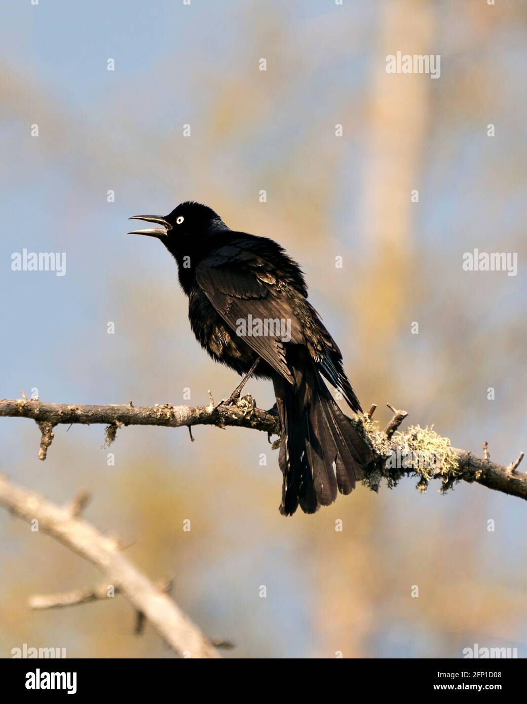 Der grackle Vogel thront mit einem verschwommenen Hintergrund im Wald und zeigt Körper, blaues Federgefieder, Kopf, Füße, Auge, offenen Schnabel in seinem Lebensraum und e Stockfoto Der grackle Vogel thront mit einem verschwommenen Hintergrund im Wald und zeigt Körper, blaues Federgefieder, Kopf, Füße, Auge, offenen Schnabel in seinem Lebensraum und e Stockfoto
