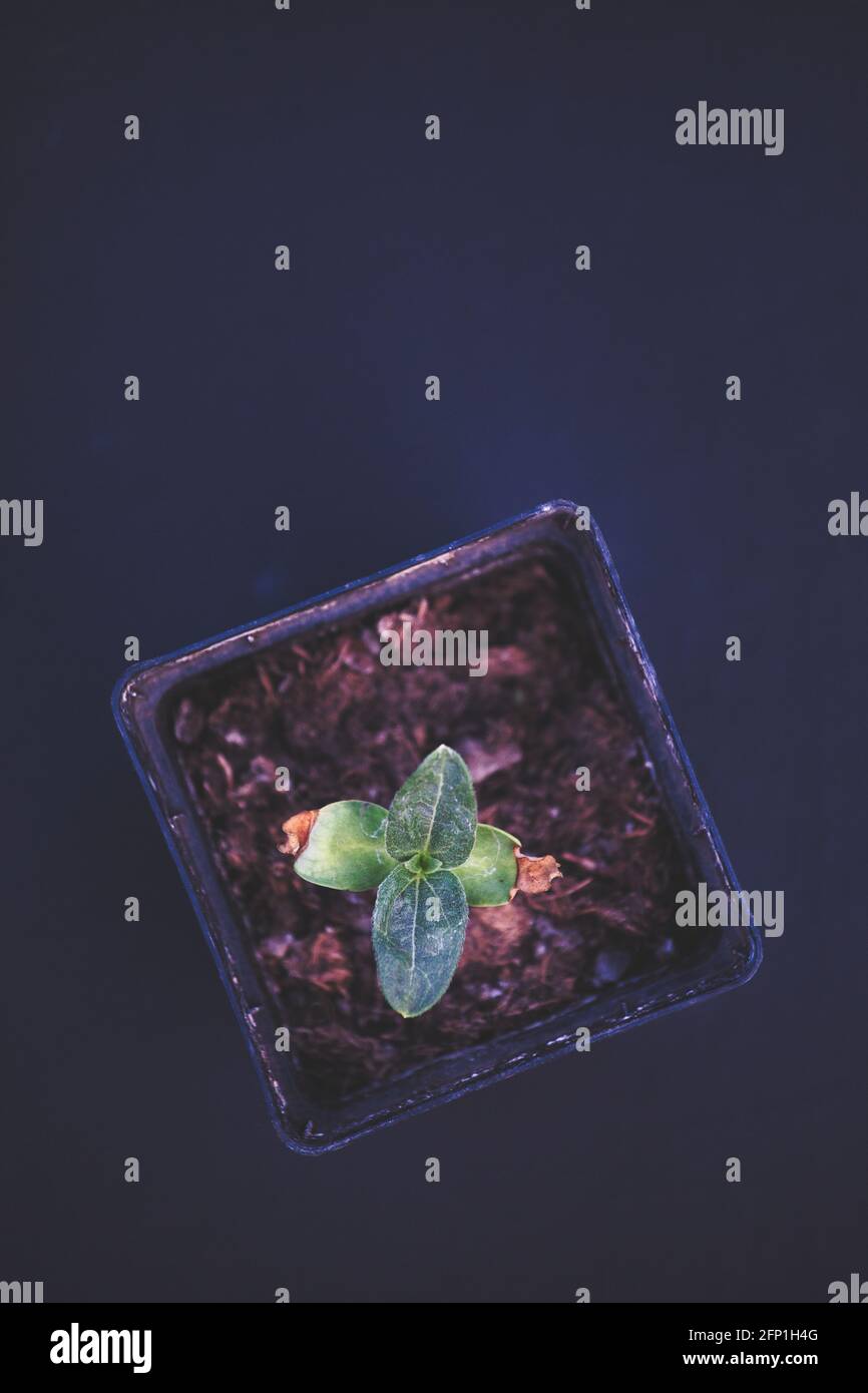 Direkt über der Sonnenblumenkernpflanze (Helianthus Annuus) isoliert auf schwarzem Hintergrund. Konzept der Erziehung, Entwicklung, Pflege Stockfoto
