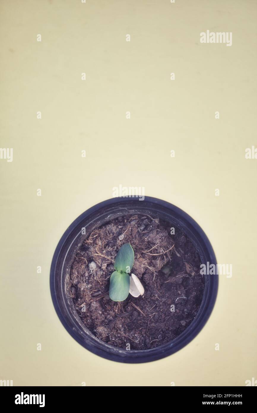 Direkt oberhalb des Sonnenblumenkeimlings (Helianthus Annuus), der mit noch anhängenden Schalen auftaucht. Konzept von Wachstum, Wachstum, Entstehen, Pflege Stockfoto