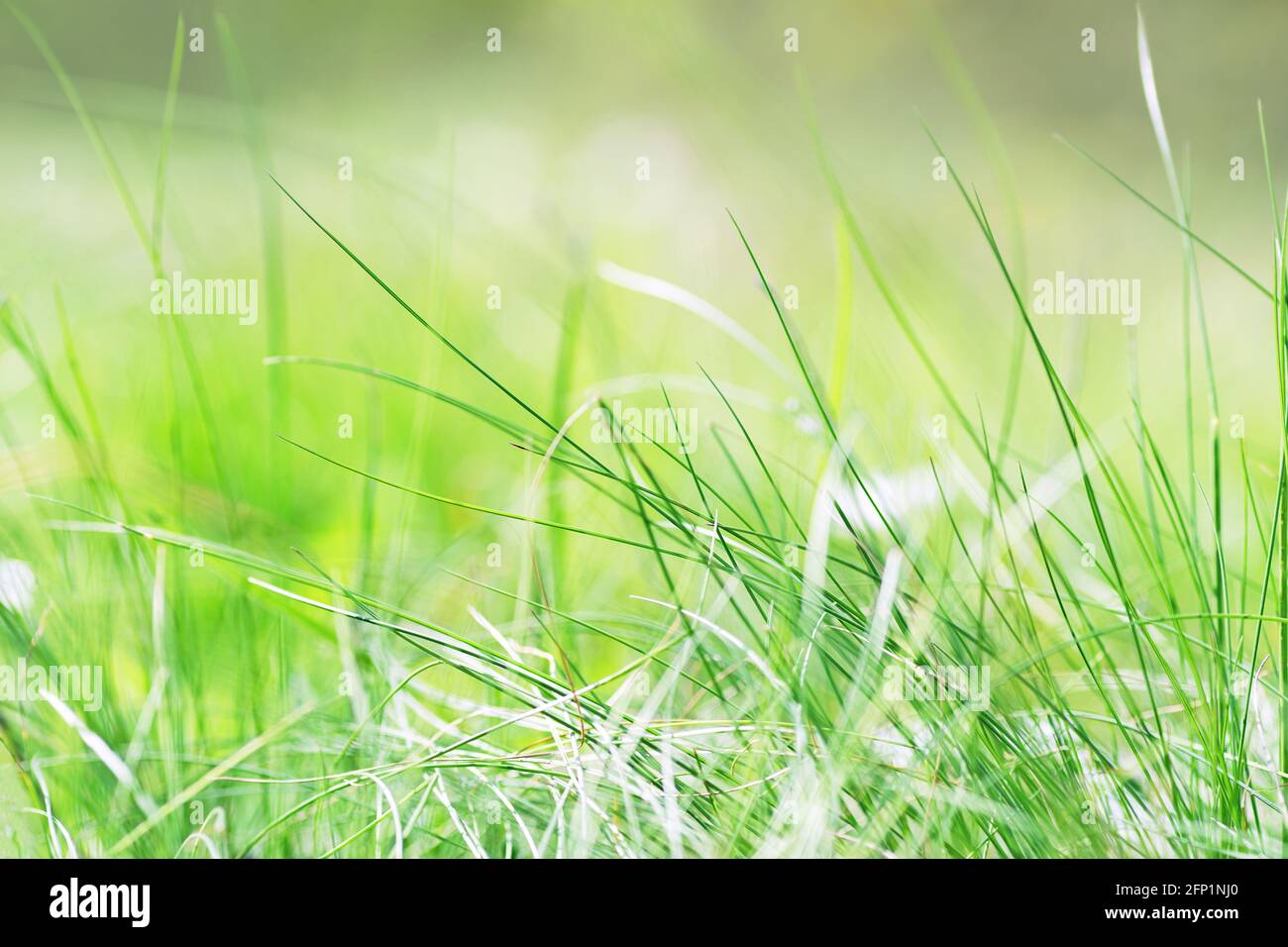 Grüne Grashalme verwischen natürlichen Hintergrund in hellgrün Farben mit Position für Nahaufnahme-Makro Stockfoto