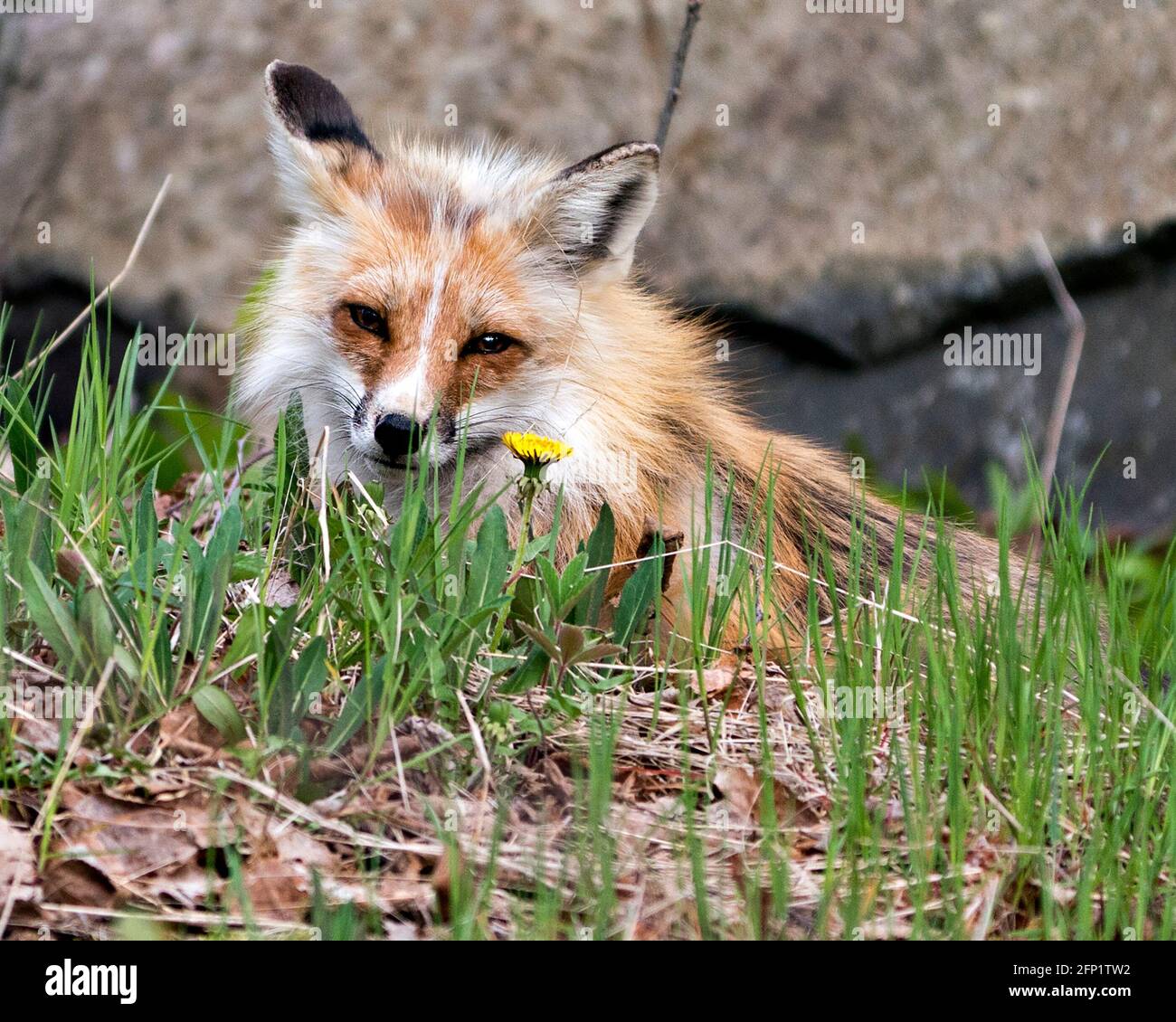 Rotfuchs Kopf schoss Nahaufnahme mit Laub und Elendstein im Vordergrund und verwischen Felshintergrund in seinem Lebensraum und Umgebung. Fox-Bild. Bild. Hochformat Stockfoto