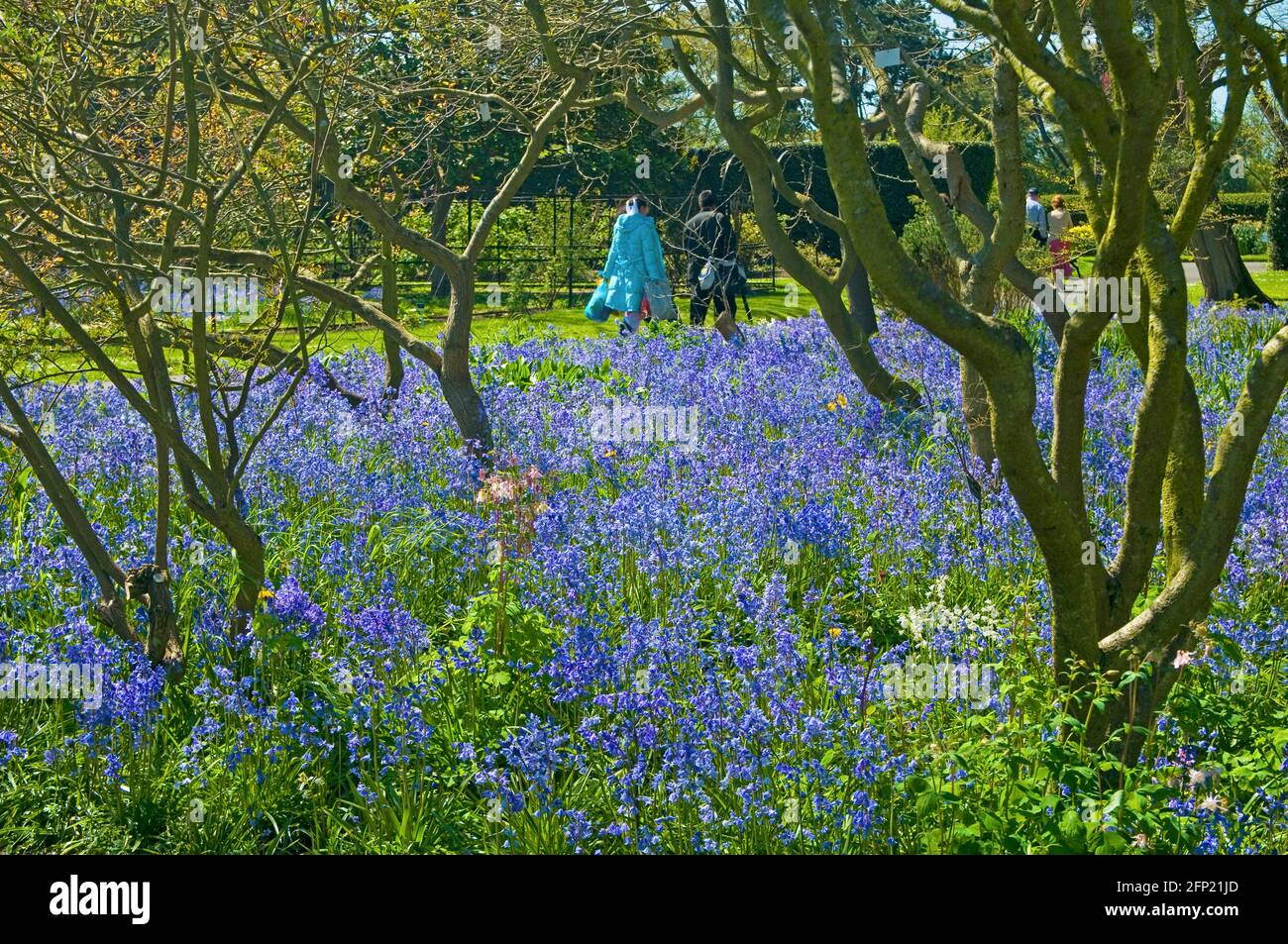 Ein Paar, das Anfang Mai in den National Botanic Gardens, Glasnevin, Dublin, Irland, durch die Bluebells spazierenging Stockfoto