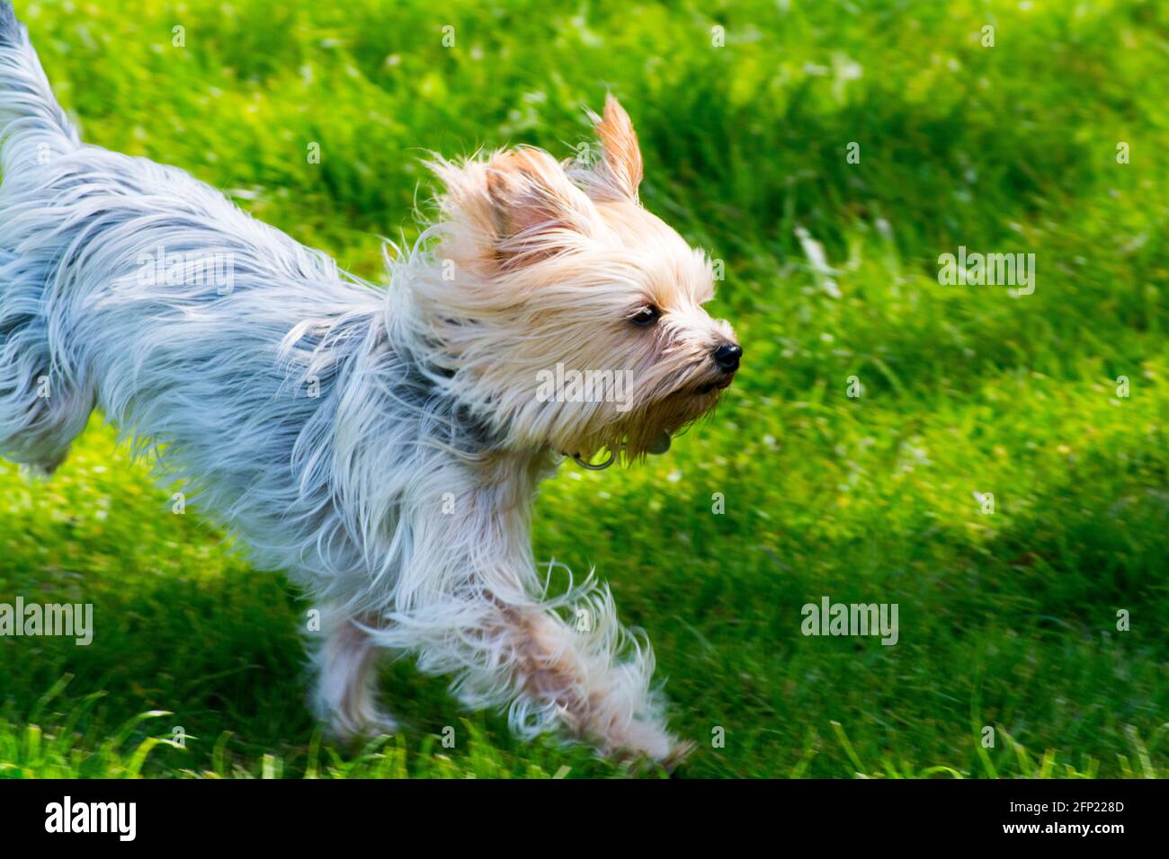 Yorkshire Terrier Hund im Vollflug Stockfoto