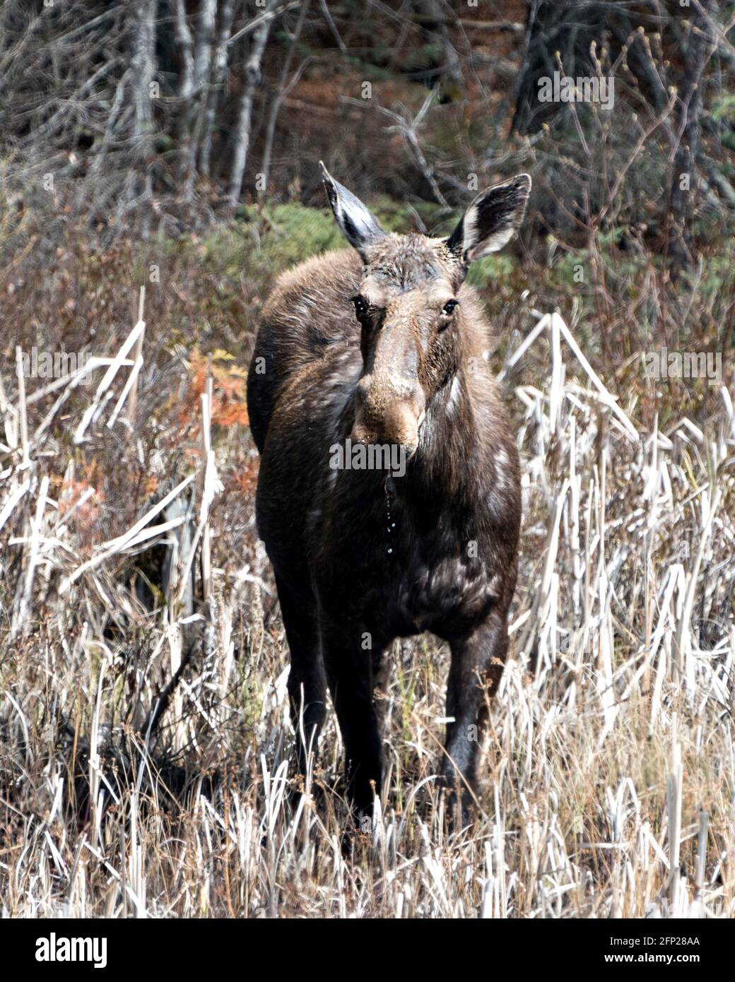Elche, die im Frühling im Wald im Sattelblätterwerk spazieren und braune Fells mit einem verschwommenen Waldhintergrund in seiner Umgebung und seinem Lebensraum zeigen. Stockfoto
