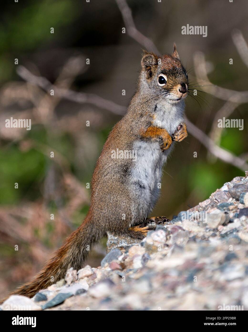 Nahaufnahme des Eichhörnchen-Profils, das auf Schotter steht, mit einem unscharfen Hintergrund in seiner Umgebung und seinem Lebensraum, der buschigen Schwanz und braunes Fell zeigt. Bild. Pi Stockfoto
