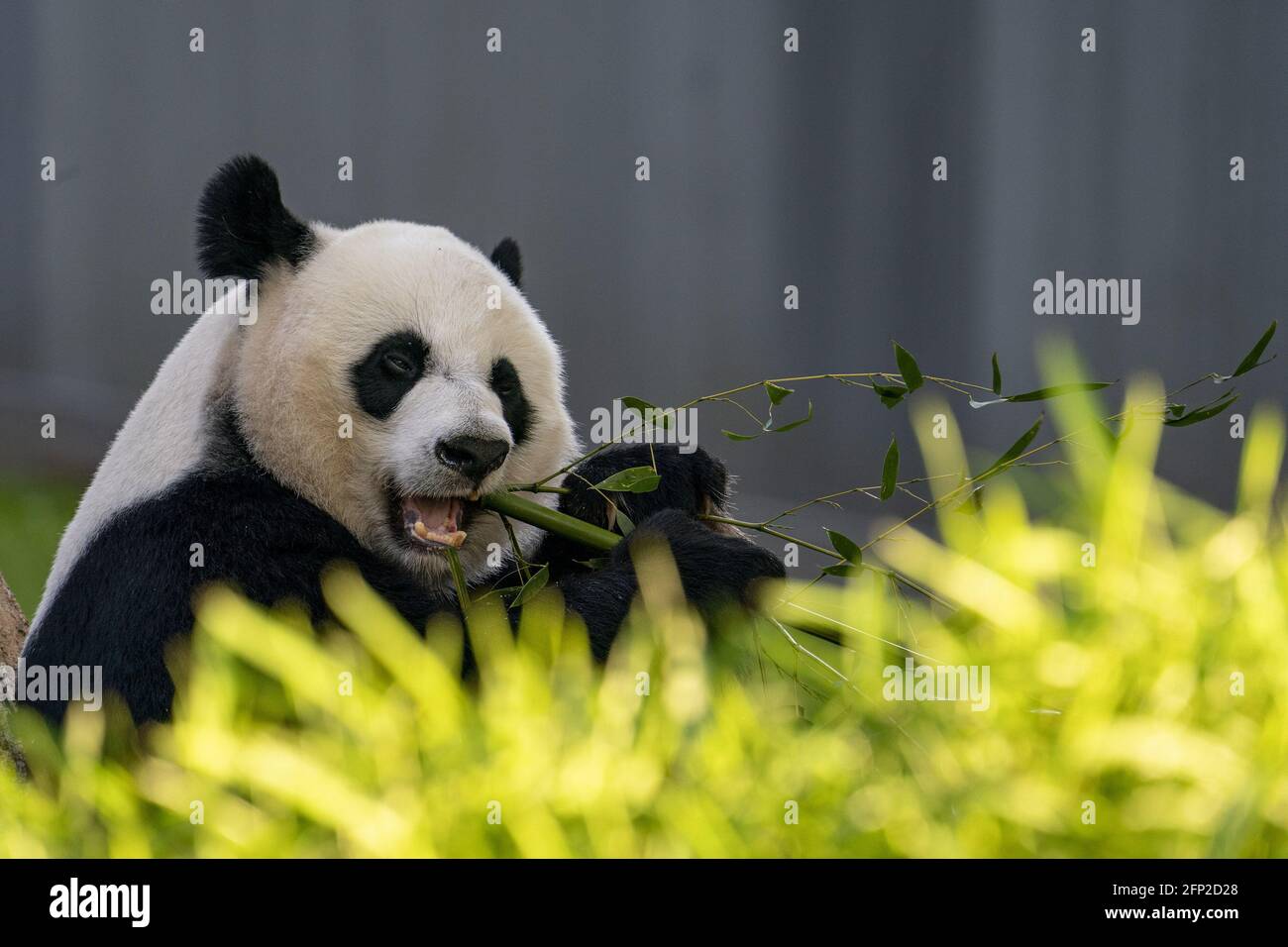 Mei Xiang, eine 22-jährige weibliche Riesenpanda, isst am Donnerstag, den 20. Mai 2021, im Smithsonian National Zoo in Washington, D.C., Bambus. Der Smithsonian National Zoo ist am Freitag wieder für die Öffentlichkeit zugänglich, da er wegen Covid-19 geschlossen ist. Foto von Tasos Katopodis/UPI Stockfoto