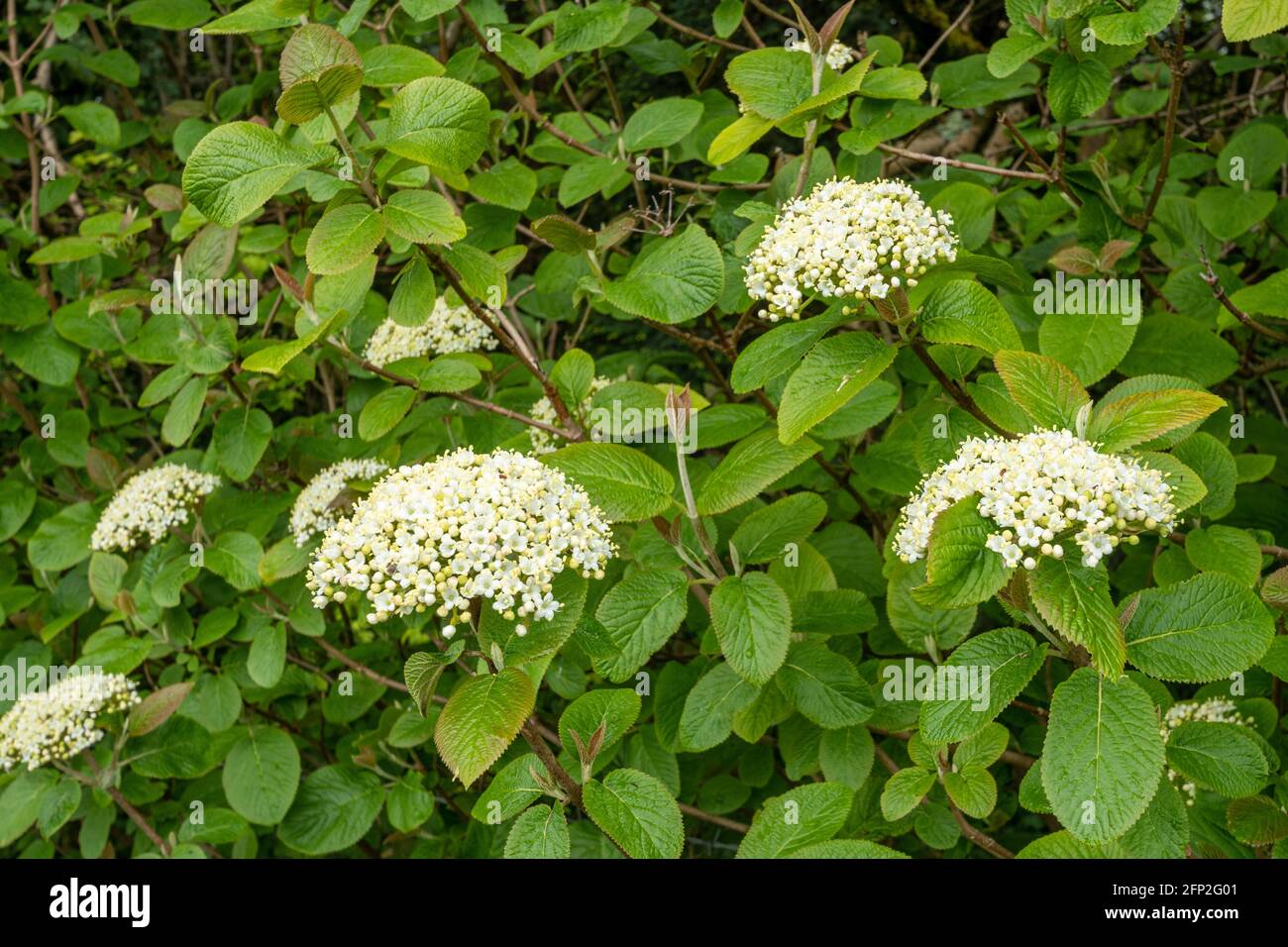 Wanderbaum (Viburnum lantana) im Mai mit Trauben von weißen cremefarbenen Blüten, Frühling, Großbritannien Stockfoto