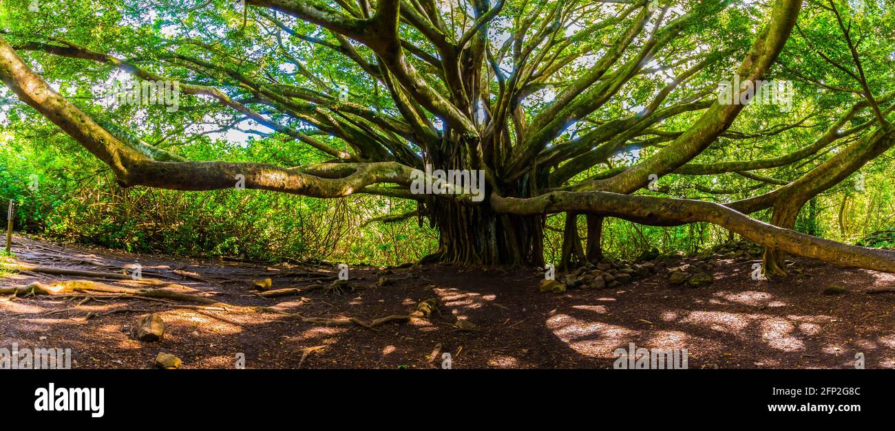 Banyan Tree am Pipiwai Trail Haleakala National Park, Maui, Hawaii, USA Stockfoto