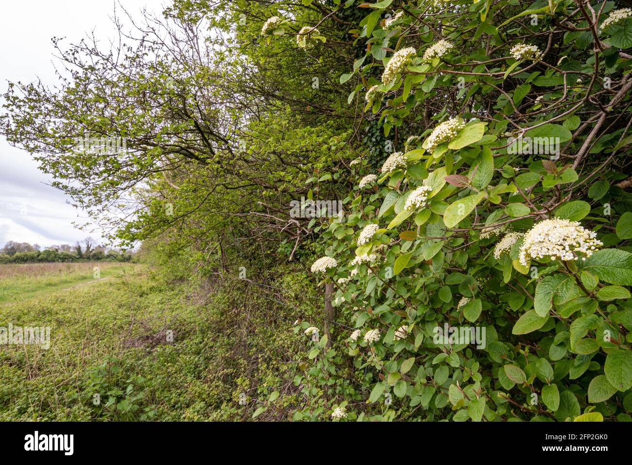 Wanderbaum (Viburnum lantana) in einer Hecke im Mai mit Trauben von weißen cremefarbenen Blüten, Frühling, Großbritannien Stockfoto