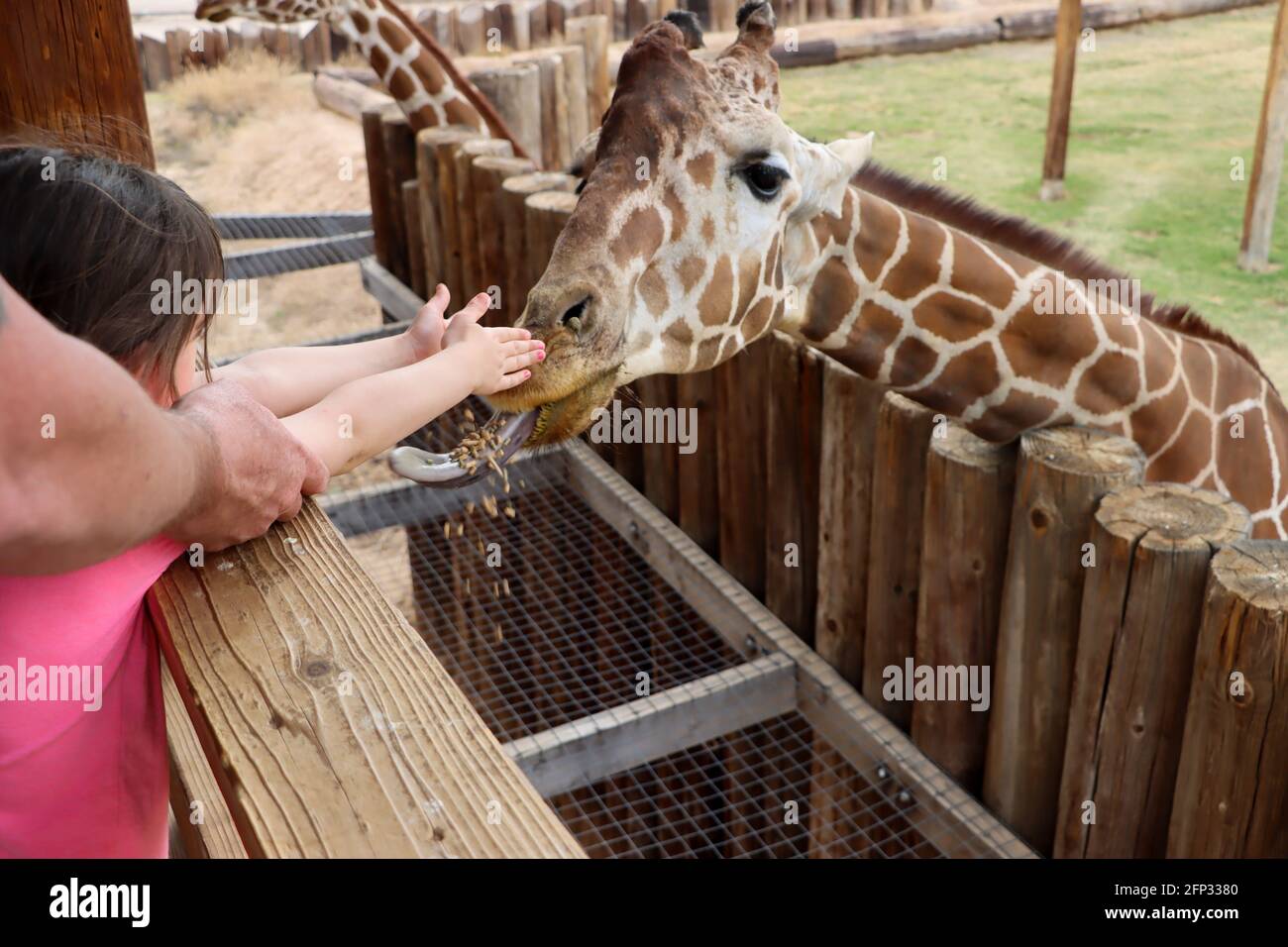 Fütterung einer giraffe Stockfoto