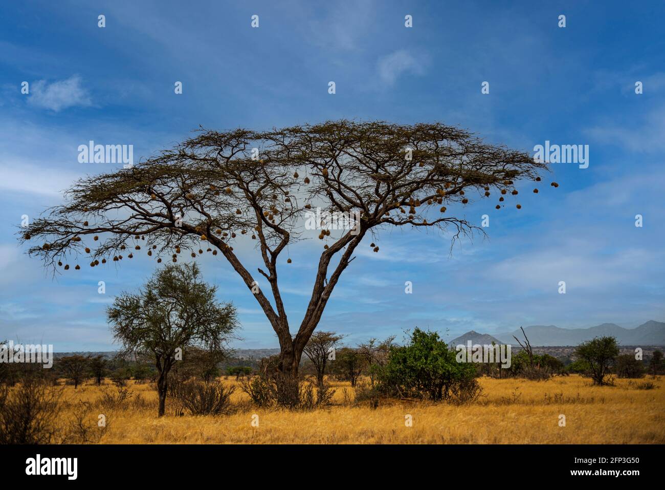 Akazienbaum mit Webernestern Stockfoto