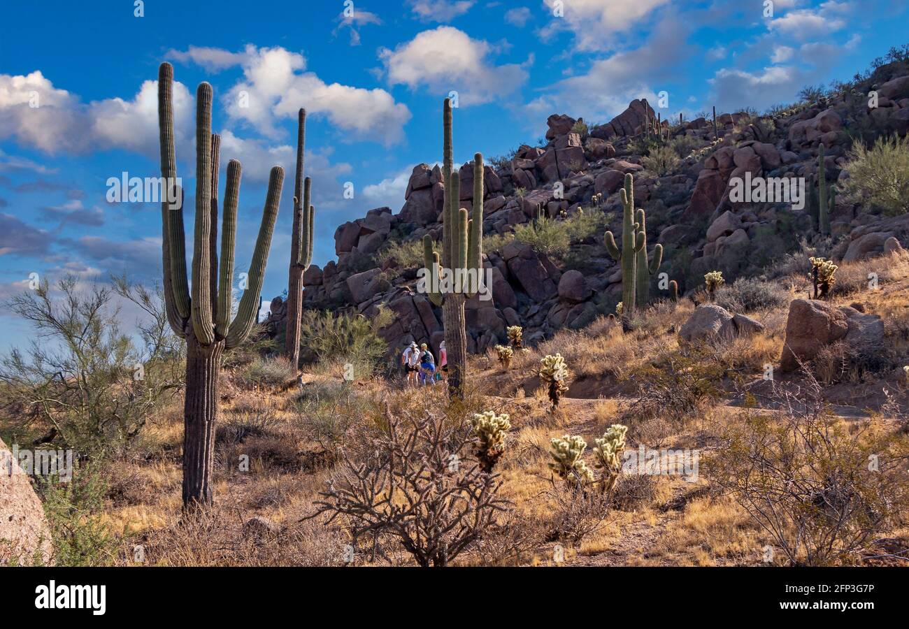 Wüstenlandschaft auf einem Wanderweg in Arizona mit Wanderern Saguaro Kaktus. Stockfoto