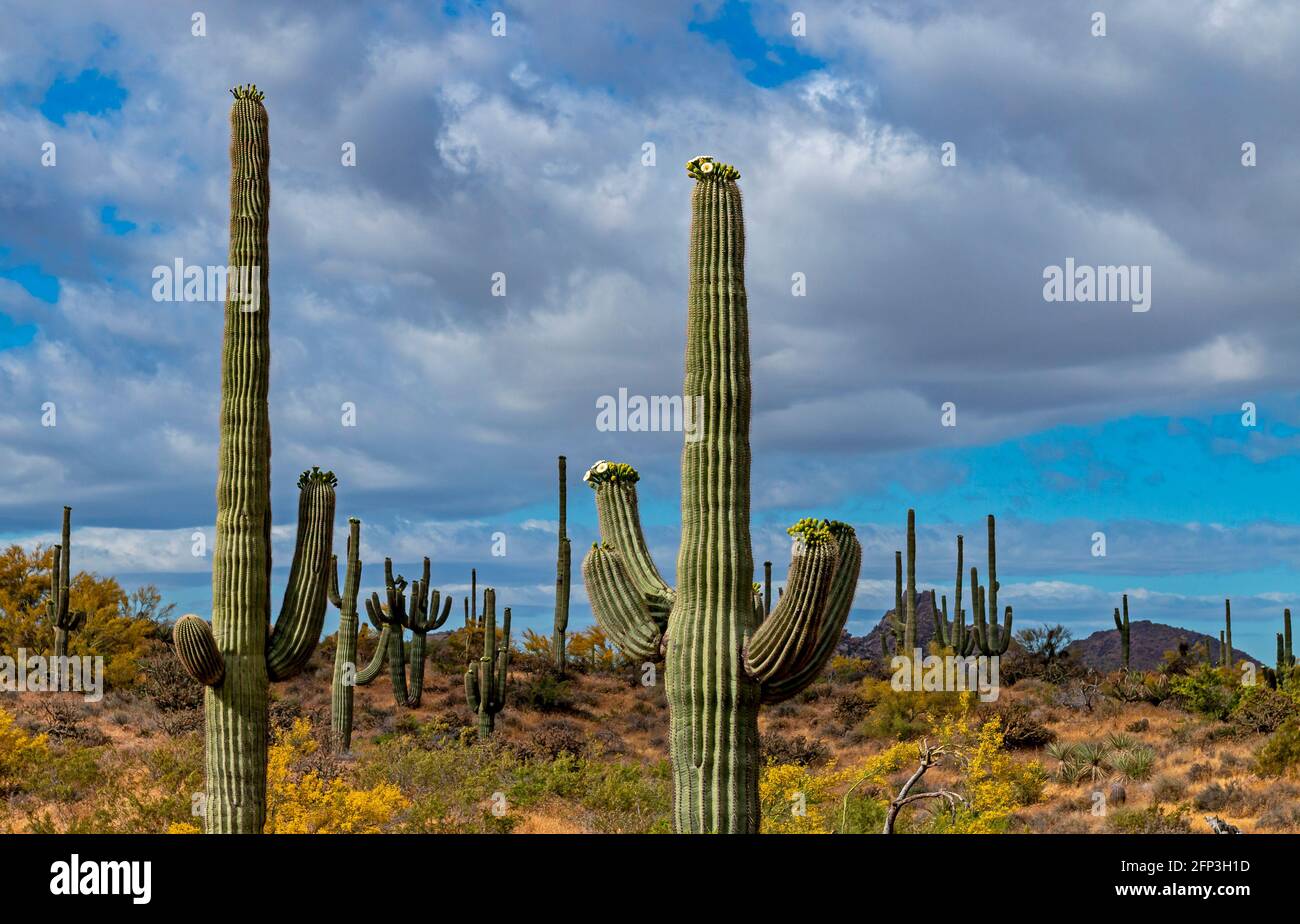 Landschaftsbild des saguaro Kaktus, der in einem Wüstenreservat in North Scottsdale, AZ, blüht. Stockfoto
