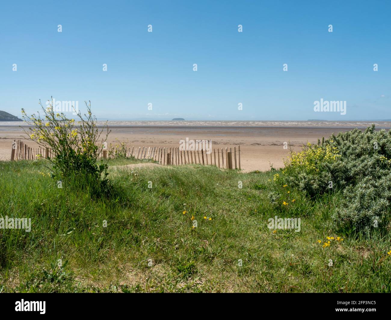 Eine Pflanze auf einer Sanddüne mit Blick auf die Sand Bay, in der Nähe von Weston-super-Mare, in North Somerset. Stockfoto