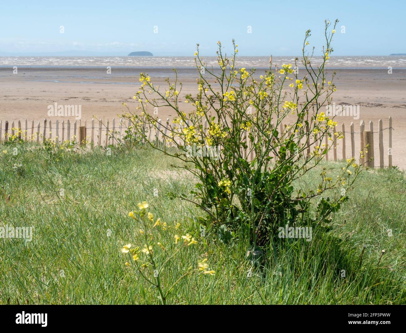 Eine Pflanze auf einer Sanddüne mit Blick auf die Sand Bay, in der Nähe von Weston-super-Mare, in North Somerset. Stockfoto