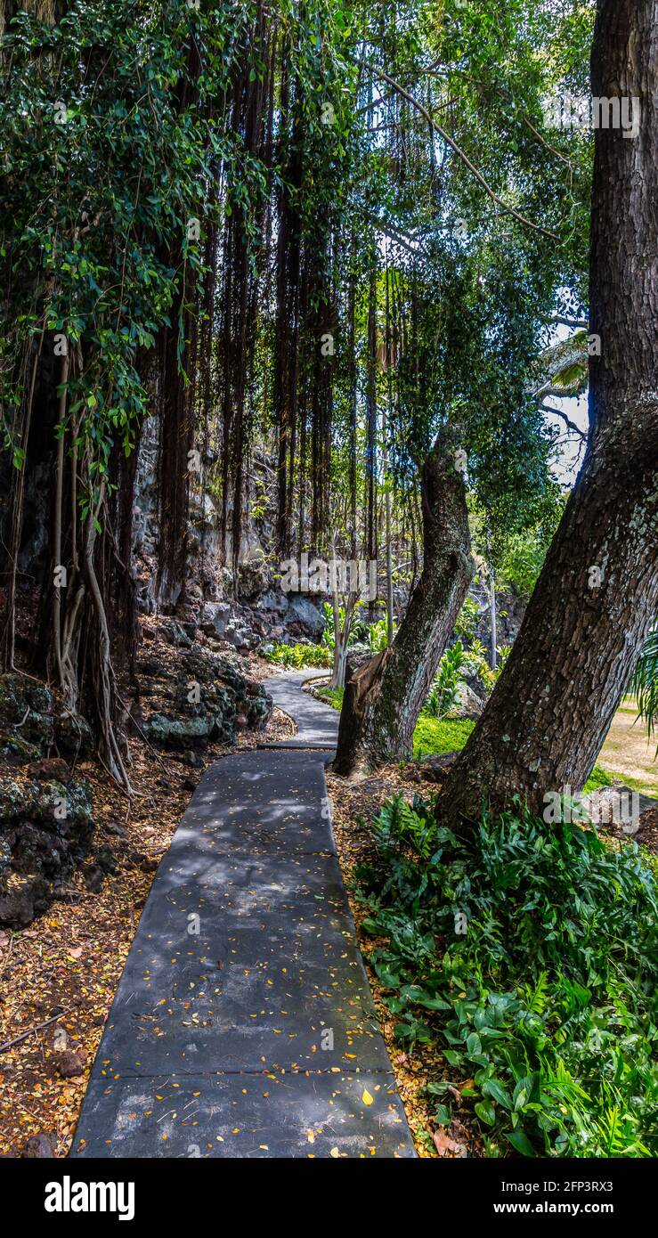 Pfad unter Banyan-Bäumen, der zum Geburtsort von Kamehameha III führt Keauhoa Bay, Kailua-Kona, Hawaii, Hawaii, USA Stockfoto