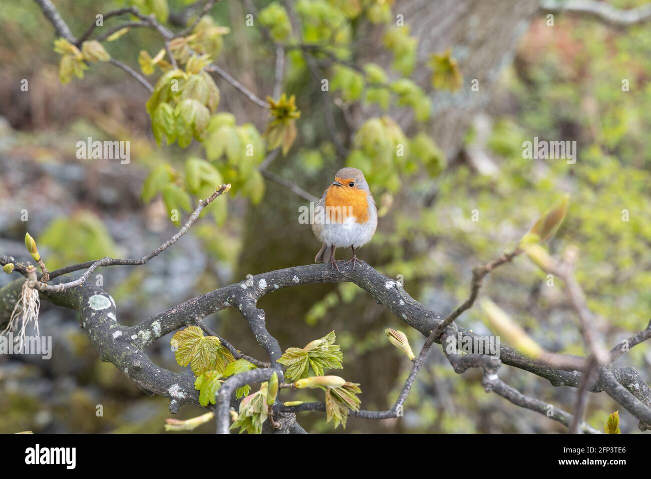 Europäischer Robin (Erithacus rubecula) in der Nähe der Ashness Bridge, Lake District, Großbritannien, gefunden. Stockfoto