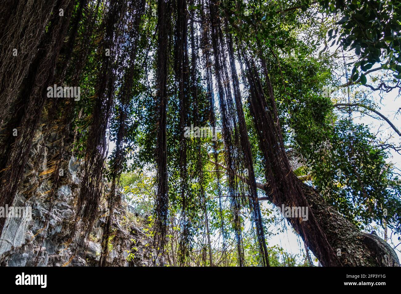 Pfad unter Banyan-Bäumen, der zum Geburtsort von Kamehameha III führt Keauhoa Bay, Kailua-Kona, Hawaii, Hawaii, USA Stockfoto
