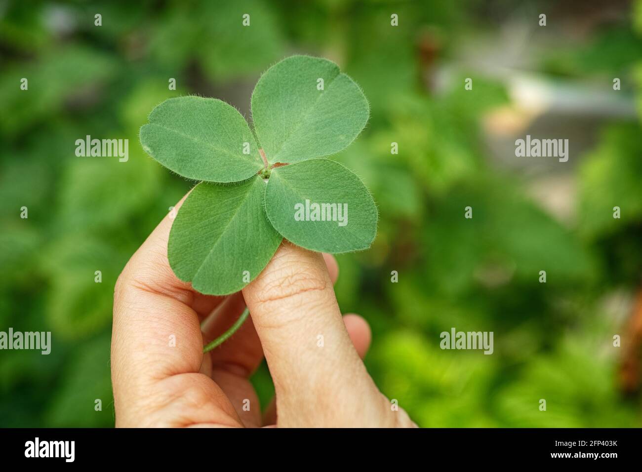 Eine Frau mit einem vierblättrigen Kleeblatt. Nahaufnahme. Stockfoto