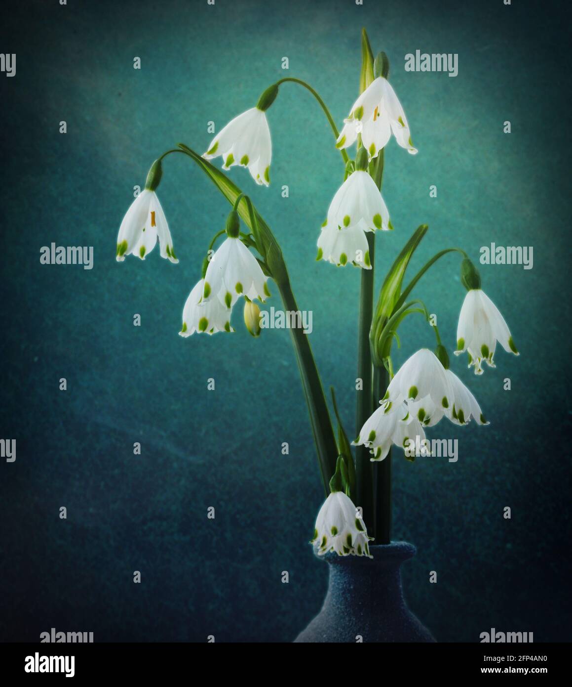 Ein Vasendisplay von leucojum blüht in einem schönen kühlen Blauton. Wie bei seiner Beziehung zum Schneeglöpfen ist leucojum eine frühlingsblühende Staude. Stockfoto