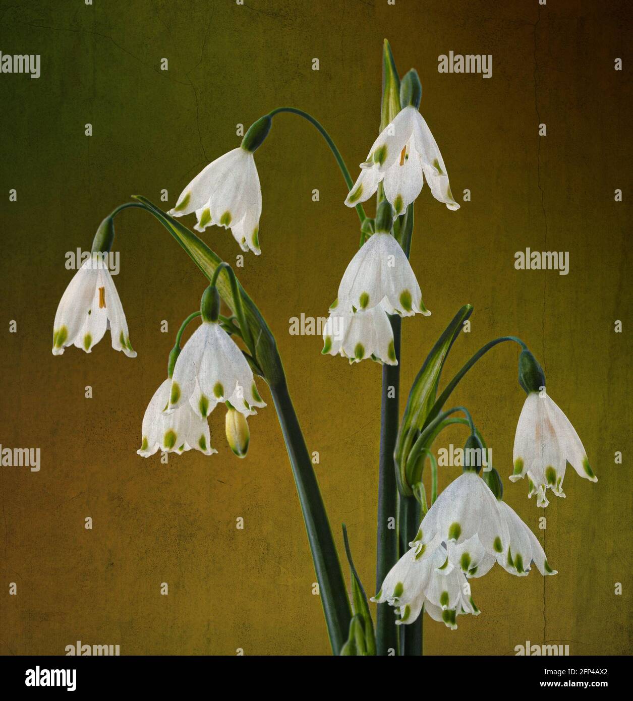 Leucojum Blütenköpfe. Wie bei seiner Beziehung zum Schneeglöpfen ist leucojum eine frühlingsblühende Staude. Gebräuchliche Namen Sommer Schneeflocke und Loddon Lilie. Stockfoto