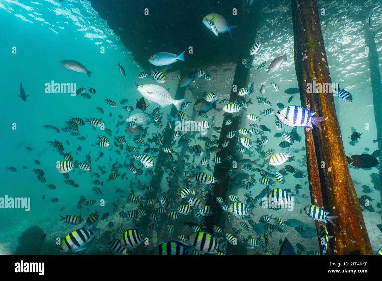 Unterwasseransicht vom Steg in Raja Ampat / Indonesien Stockfoto