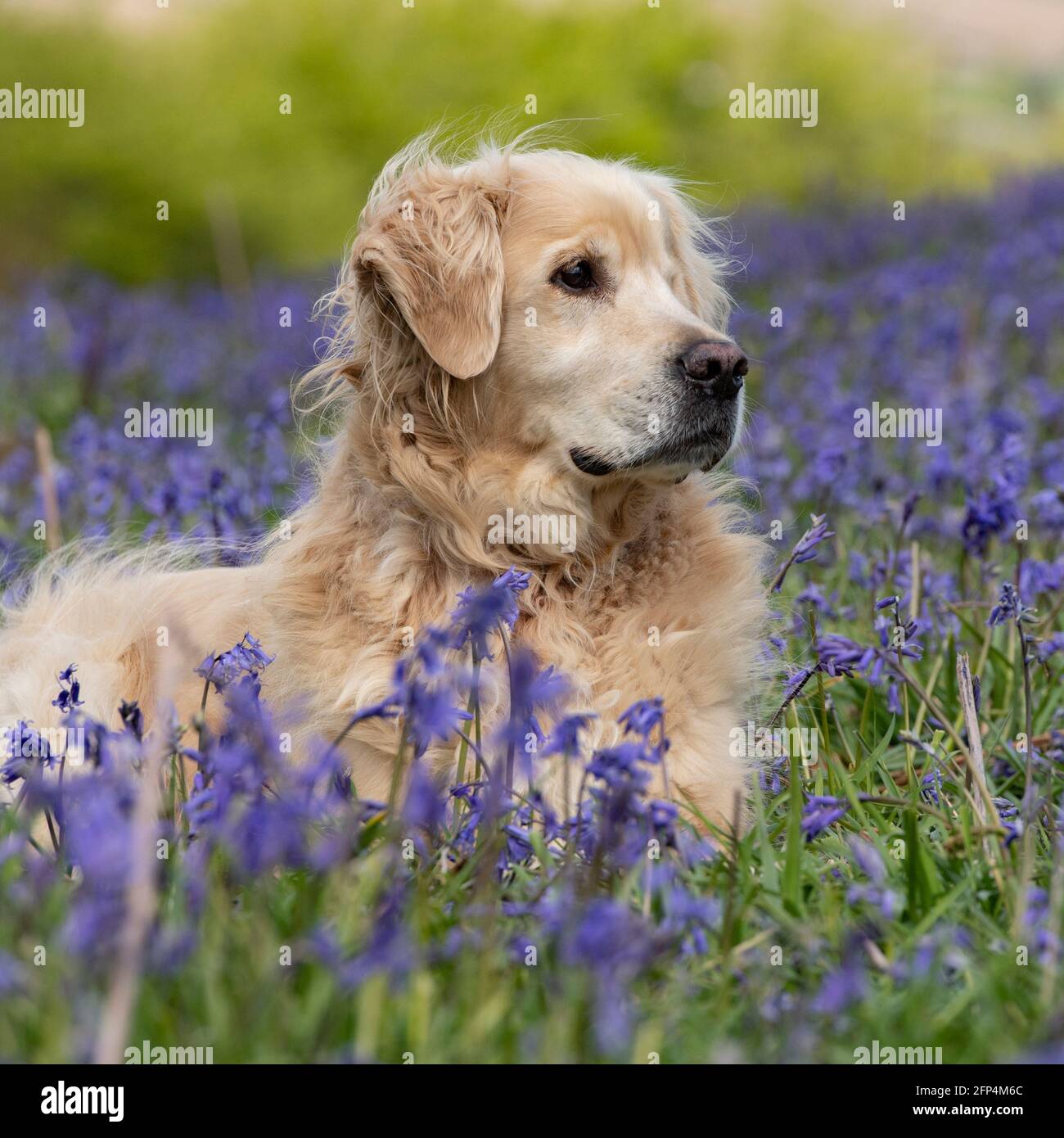 Golden Retriever Hund liegt in Bluebells Stockfoto