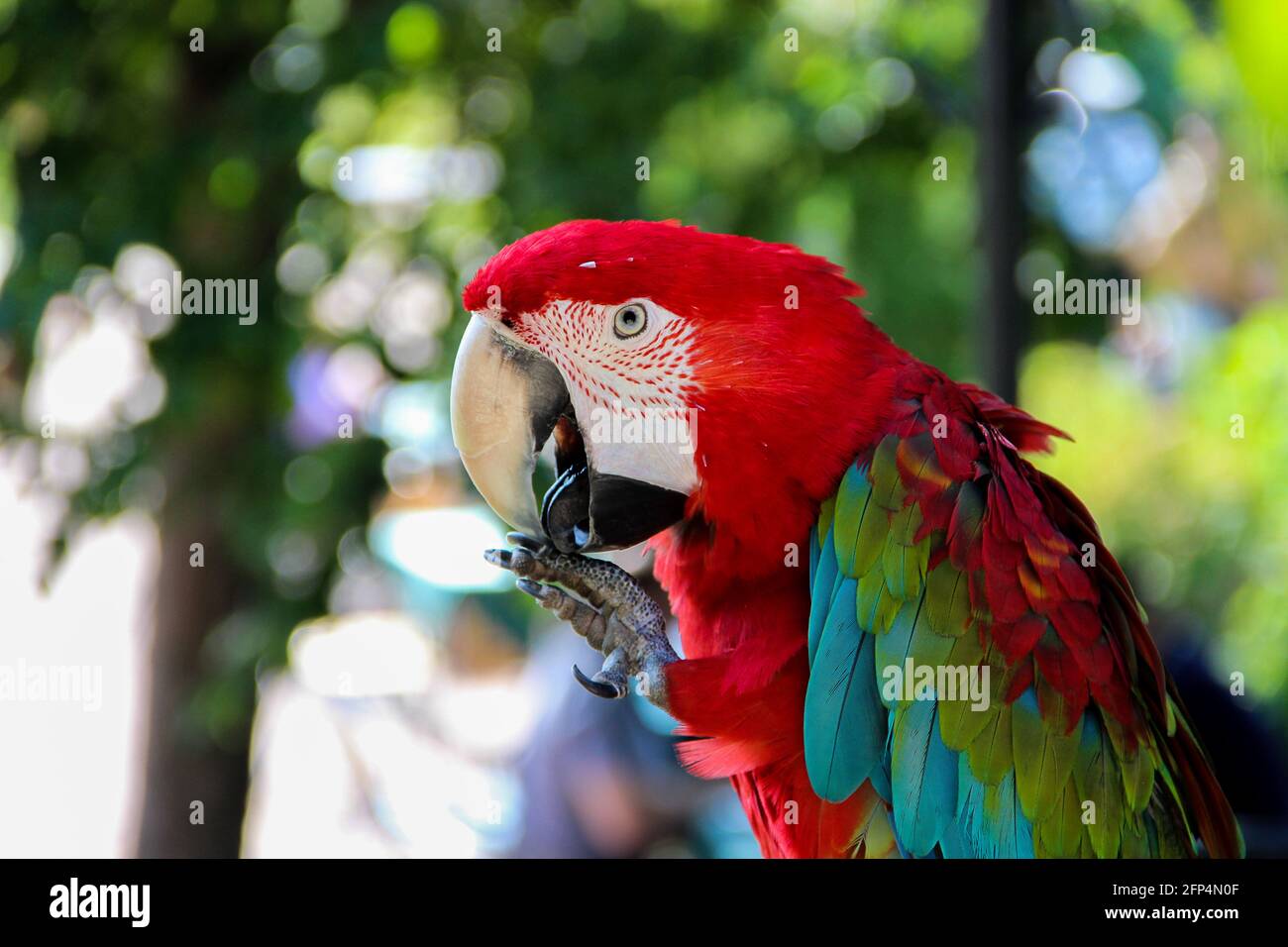 Papageienara sitzt dicht auf dem Käfig Stockfoto