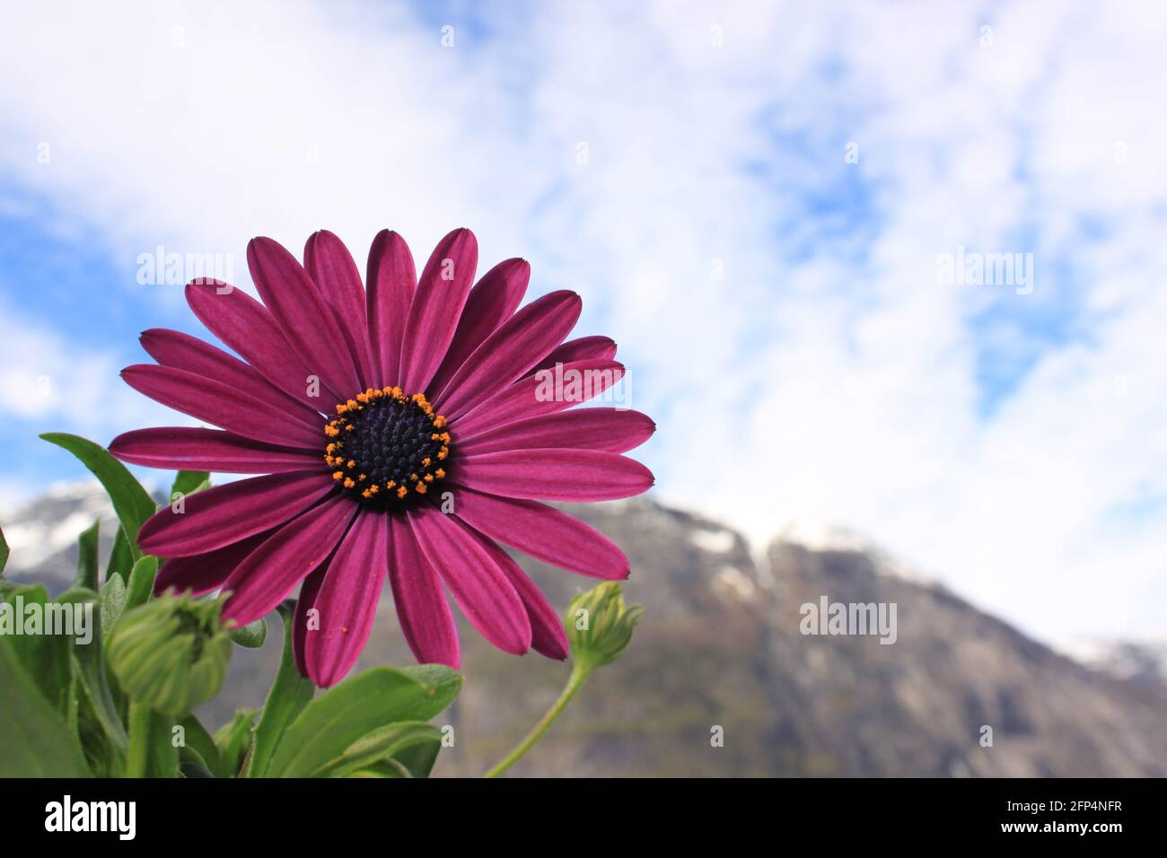 Blühende Blume am Himmel - Eidfjord Stockfoto