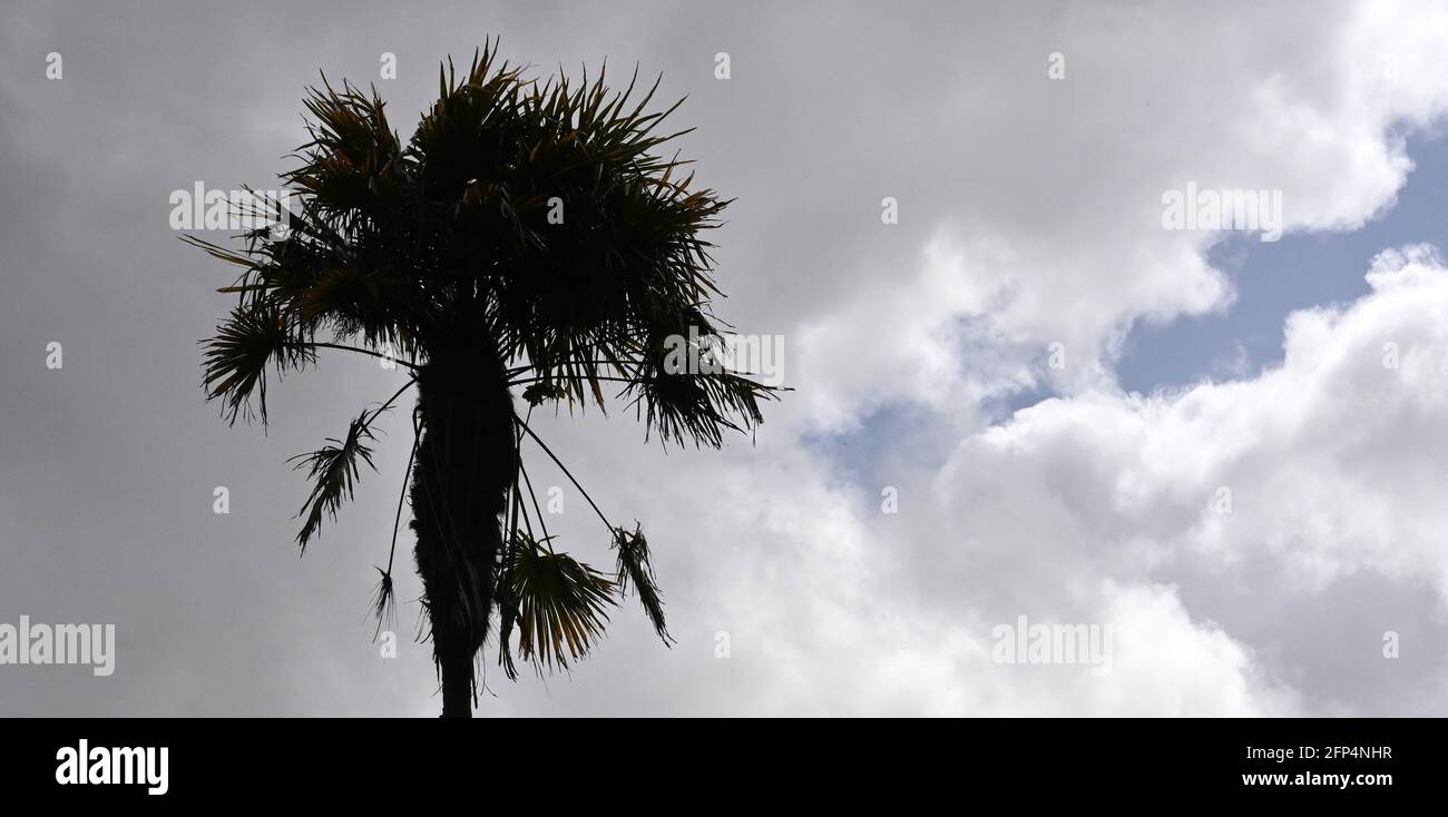 Schöne Palme Silhouette Foto Stockfoto