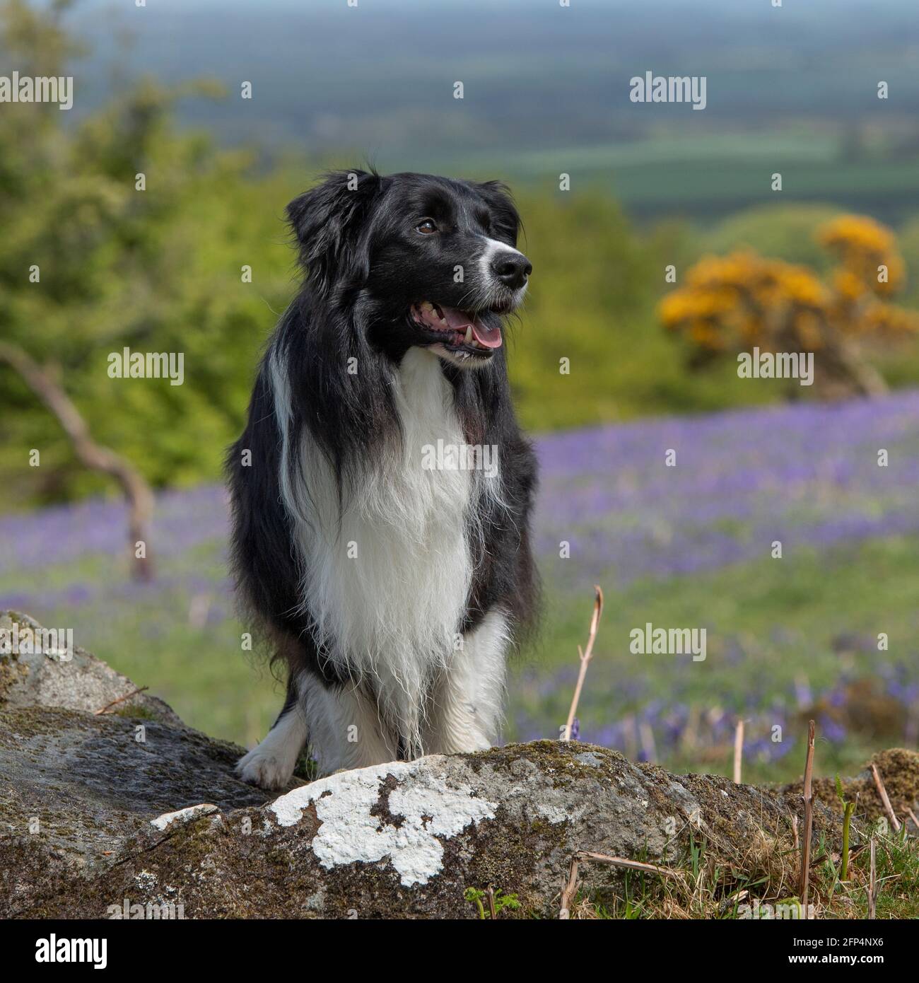 Border Collie steht auf einem Felsen Stockfoto