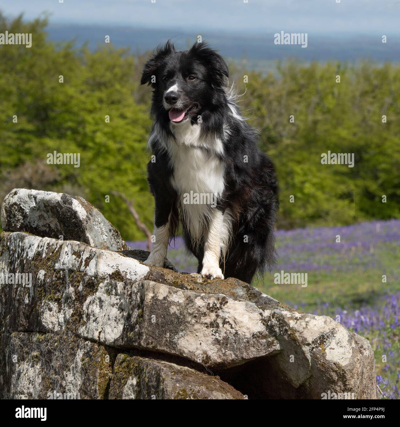 Border Collie steht auf einem Felsen Stockfoto