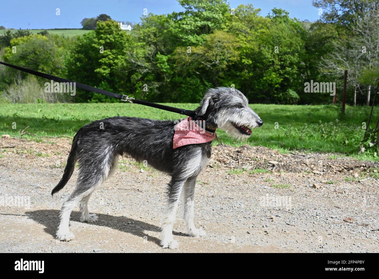 Der junge lurcher bedlington-Whippet trägt ein Bandanna Stockfoto