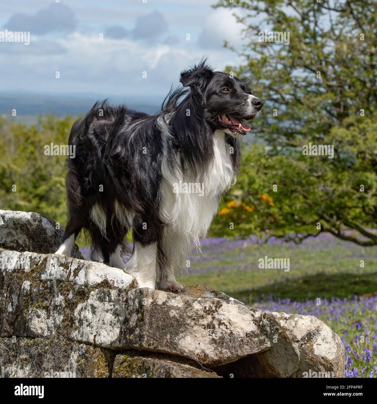 Border Collie steht auf einem Felsen Stockfoto