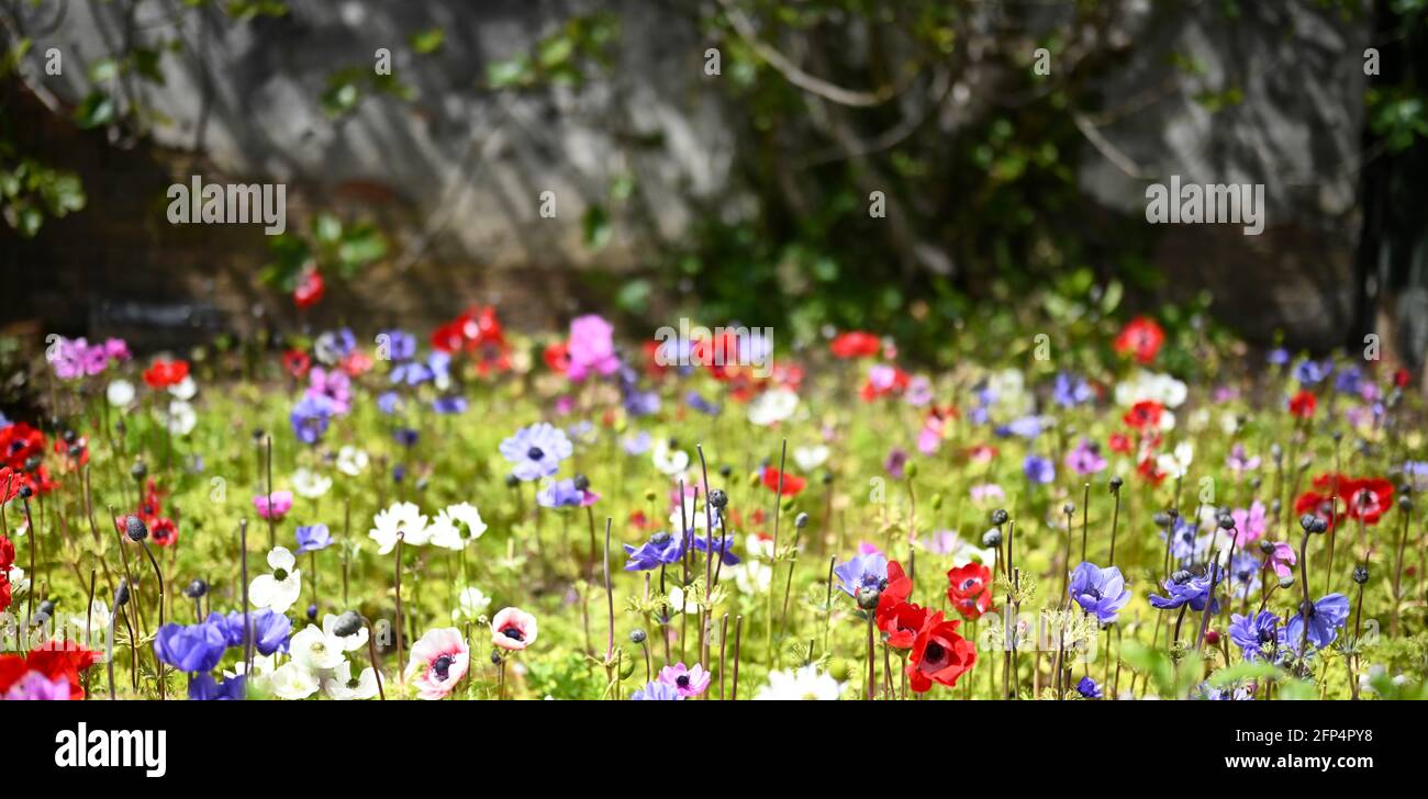 Schöne und bunte Blume Hintergrund Foto geeignete Vorlage für Grußkarten oder Hochzeitskarten Stockfoto