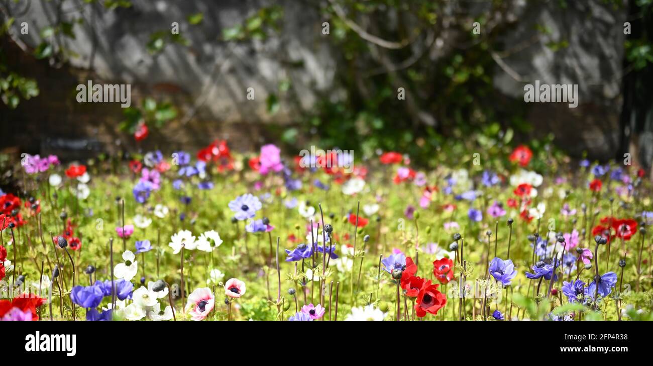 Schöne bunte Blumen, Blumen Hintergrund, Hintergründe, rot, violett, Blau, rosa, weiß, Kartenvorlage, Wildblumen, mohn, Natur, natürliche Welt, Stockfoto