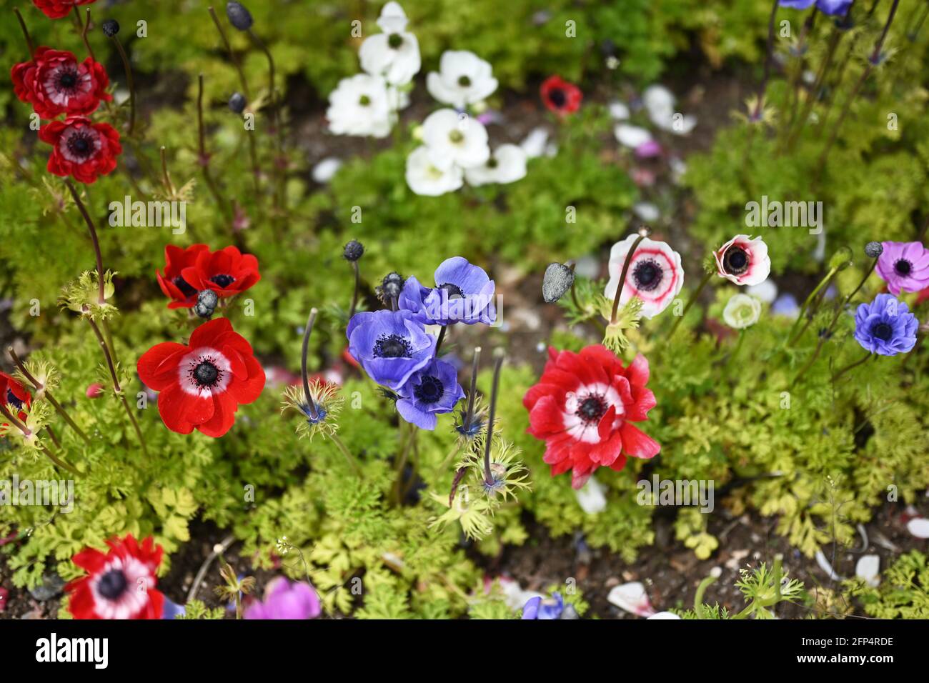 Schöne bunte Blumen, Blumen Hintergrund, Hintergründe, rot, violett, Blau, rosa, weiß, Kartenvorlage, Wildblumen, mohn, Natur, natürliche Welt, Stockfoto