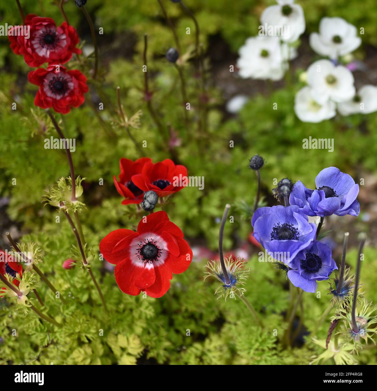 Schöne blühende bunte Blumen Stockfoto