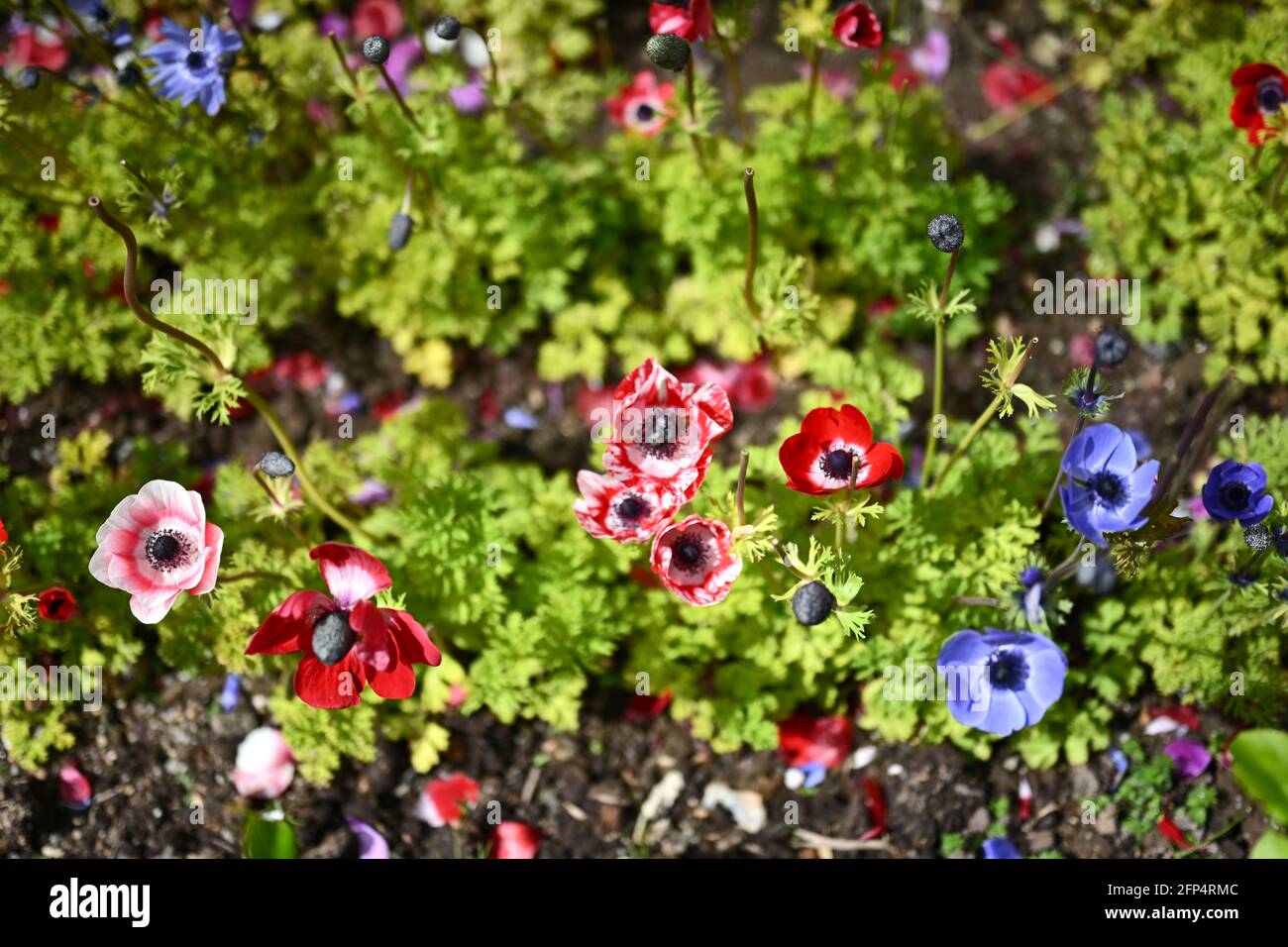 Wunderschöne bunte Blumen, Blumenhintergrund Foto Stockfoto