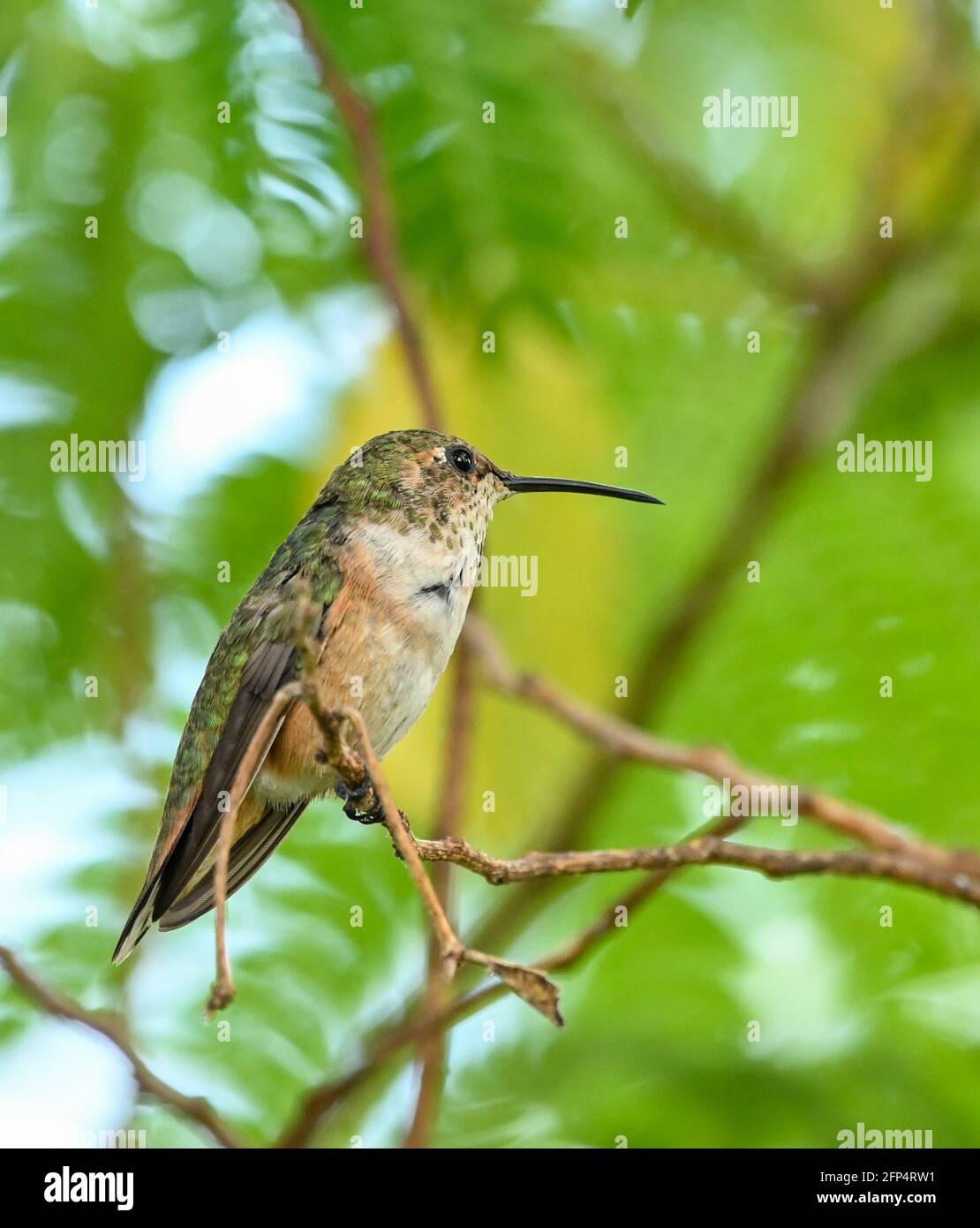 Annas Kolibri ist erwachsen und Jungvögel, im Nest und im Baum 20. Mai 2021 in Los Angeles, Kalifornien. Foto von Jennifer Graylock-Graylock.com 917-519-7666 Stockfoto