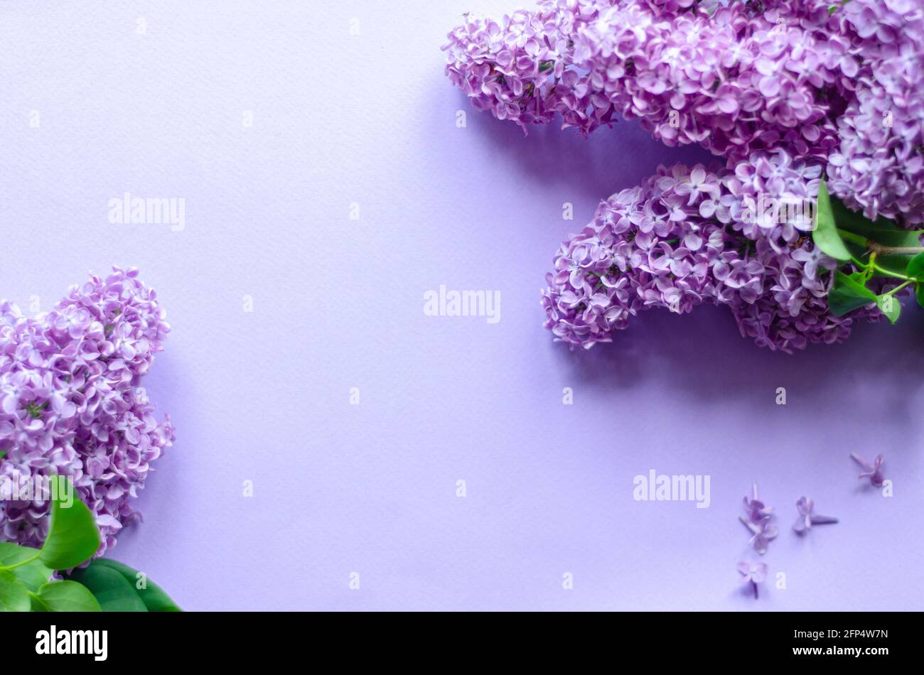 Fliederblüten auf violettem Hintergrund, freier Platz Stockfoto