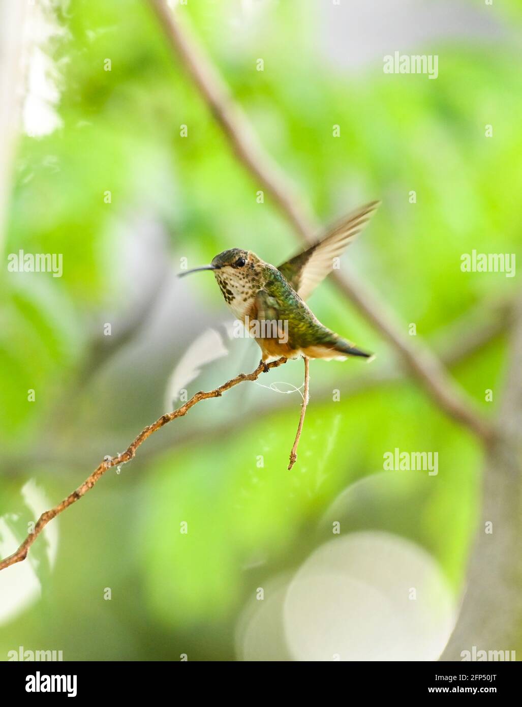 Annas Kolibri ist erwachsen und Jungvögel, im Nest und im Baum 20. Mai 2021 in Los Angeles, Kalifornien. Foto von Jennifer Graylock-Graylock.com 917-519-7666 Stockfoto