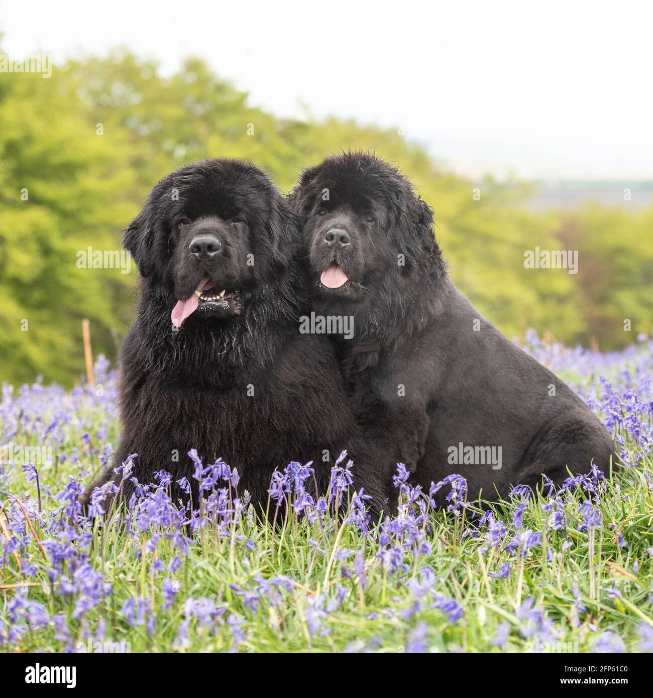 Zwei Neufundländer Hunde Stockfoto