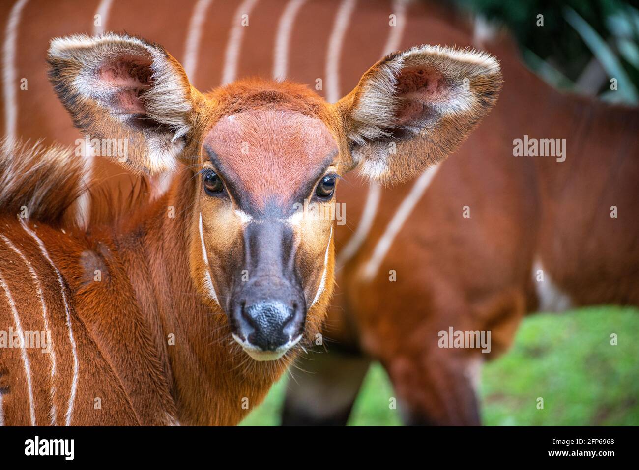 bongo am Mount Kenya Wildlife Conservancy Stockfoto