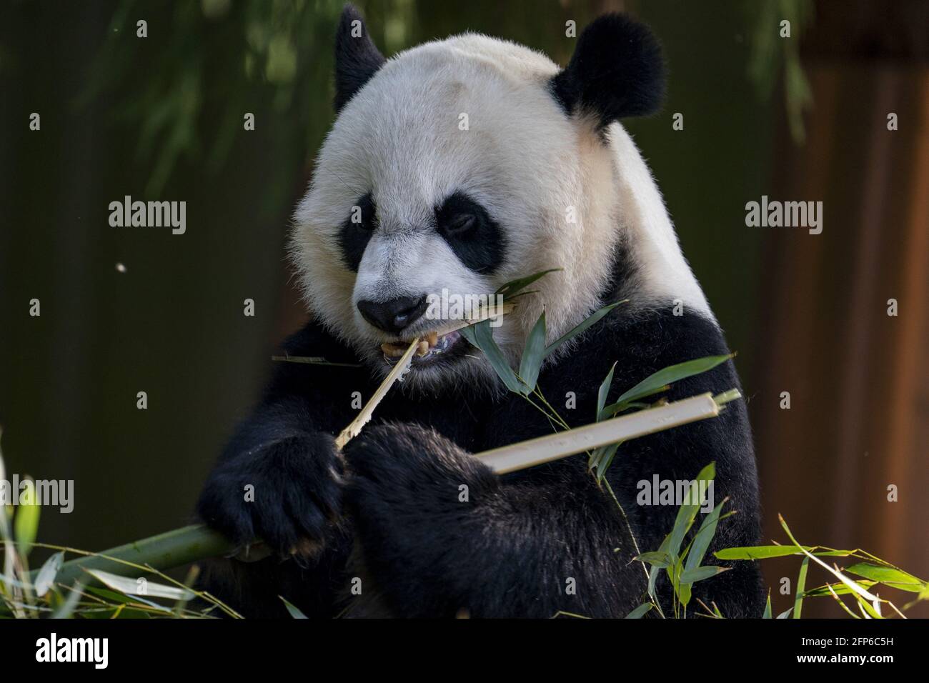 Washington, Usa. Mai 2021. Mei Xiang, eine 22-jährige weibliche Riesenpanda, isst am Donnerstag, den 20. Mai 2021, im Smithsonian National Zoo in Washington, DC Bambus. Der Smithsonian National Zoo ist am Freitag wieder für die Öffentlichkeit zugänglich, da er wegen Covid-19 geschlossen ist. Foto von Tasos Katopodis/UPI Credit: UPI/Alamy Live News Stockfoto