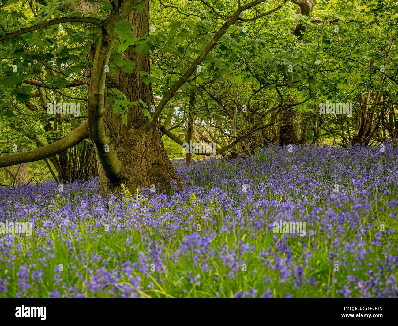 Bluebells blühen im Frühling unter Platanen in einem britischen Wald. Stockfoto