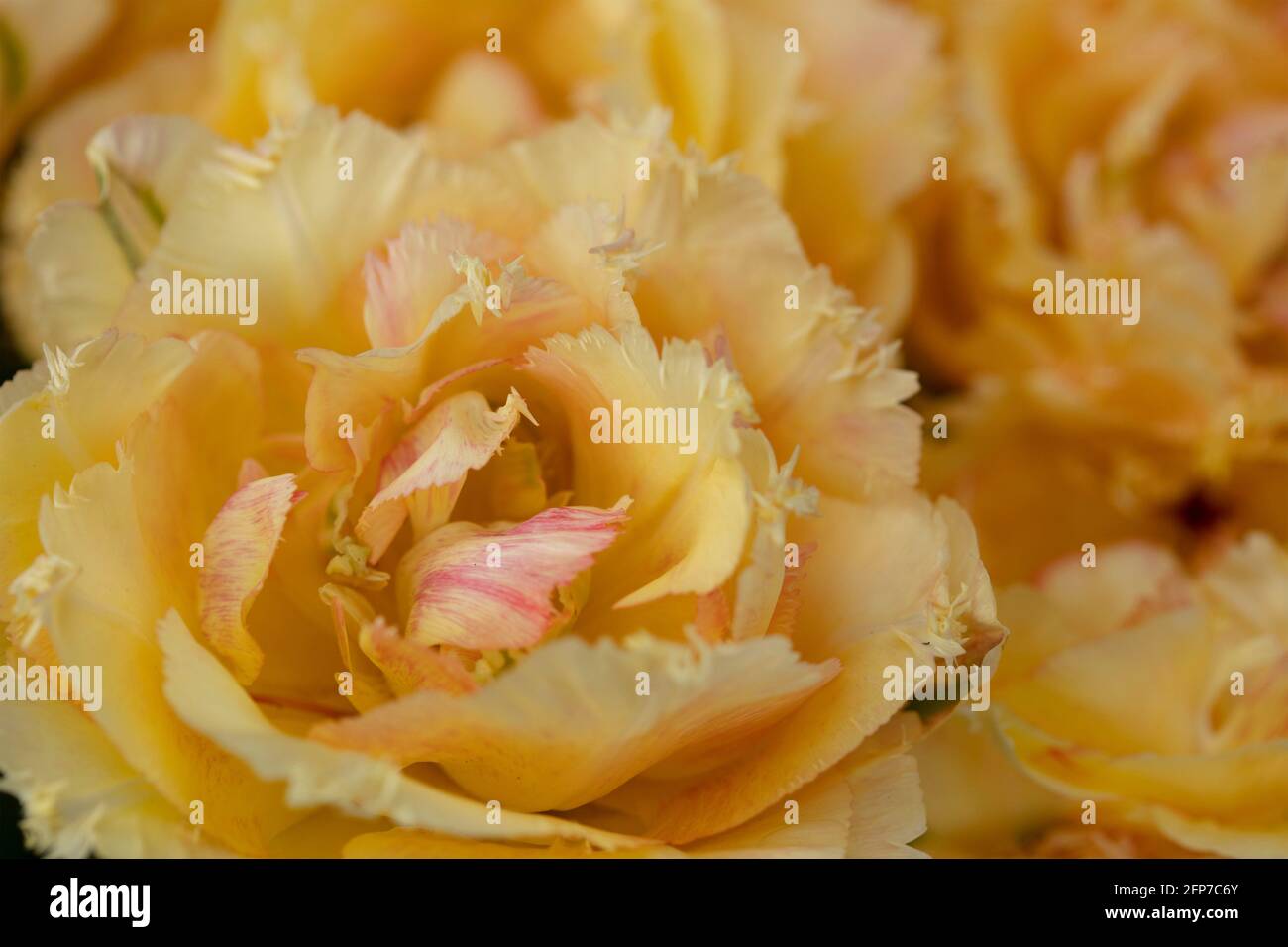 Tulipa – Vaya Con Dios Stockfoto