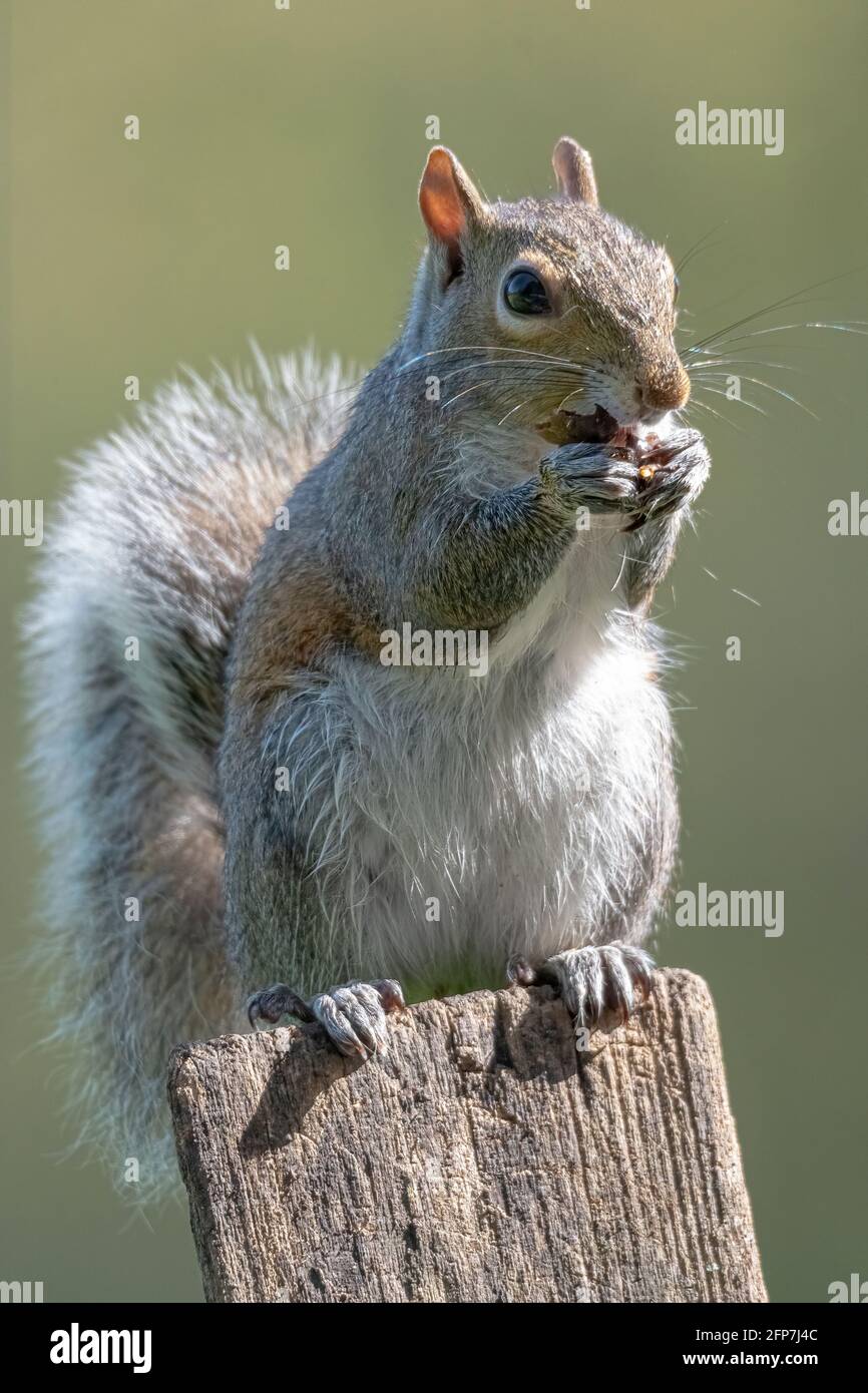 Vertikale Aufnahme eines Eichhörnchens, das auf einem Pfosten steht und eine Nuss frisst. Stockfoto