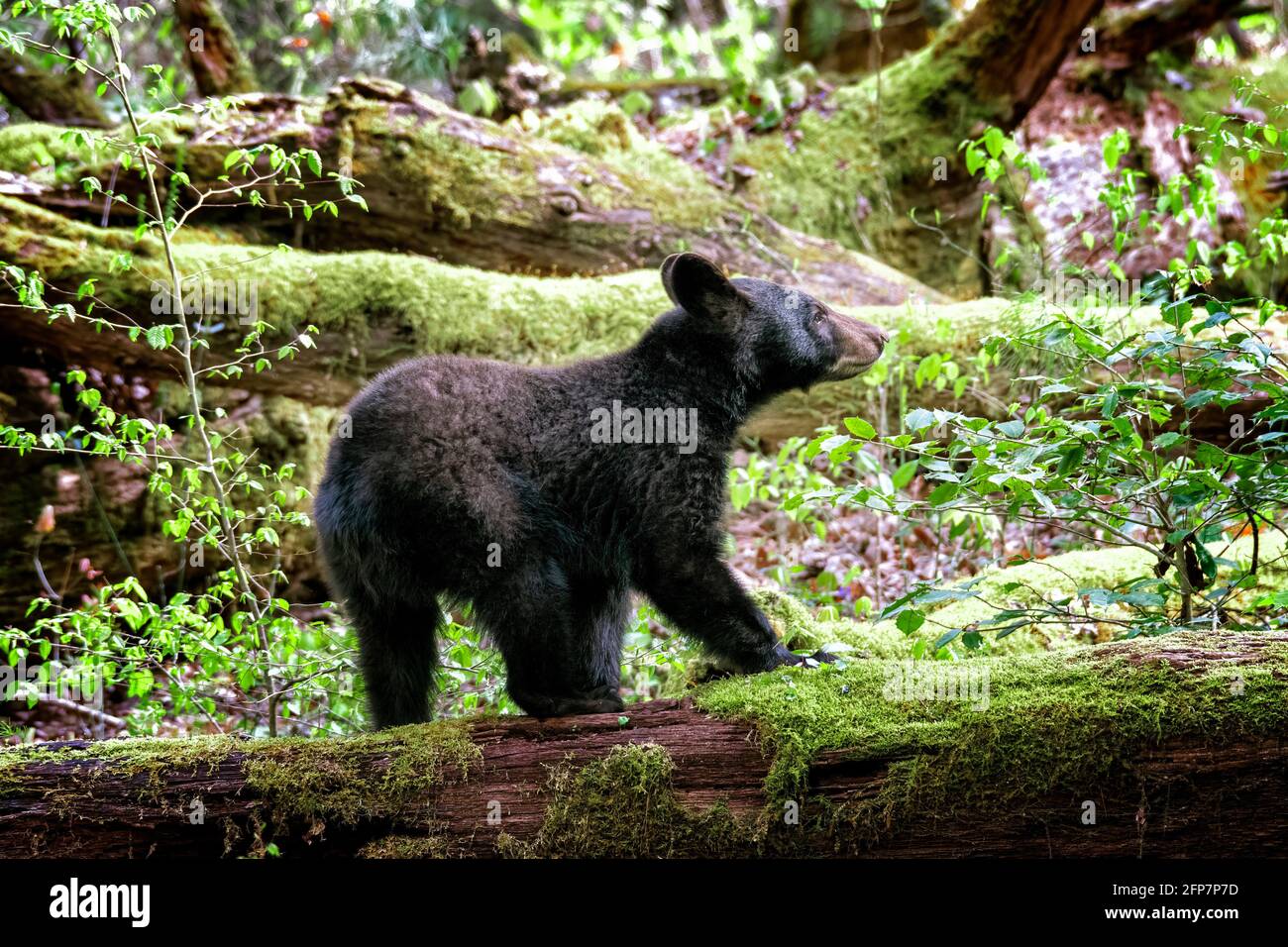 Horizontale Aufnahme eines jungen Schwarzbären aus Smoky Mountains im Frühling. Stockfoto